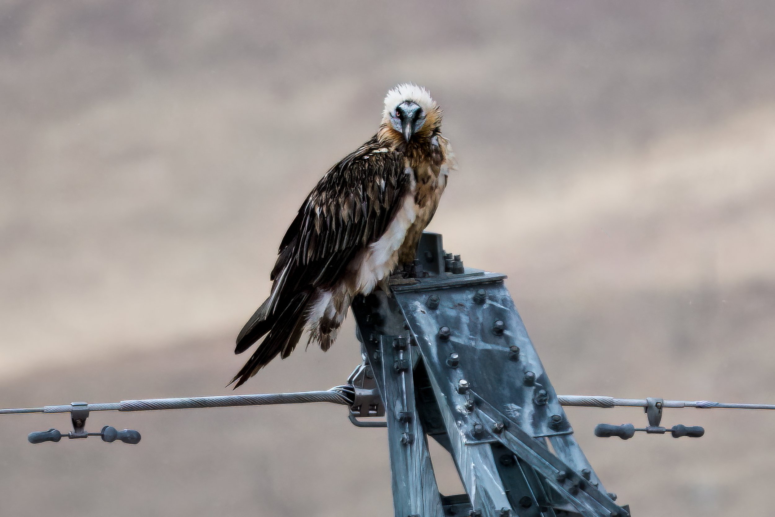 A beautiful bearded vulture perched on a metal railings, looking directly into the camera at Yushu, Sanjianyuan