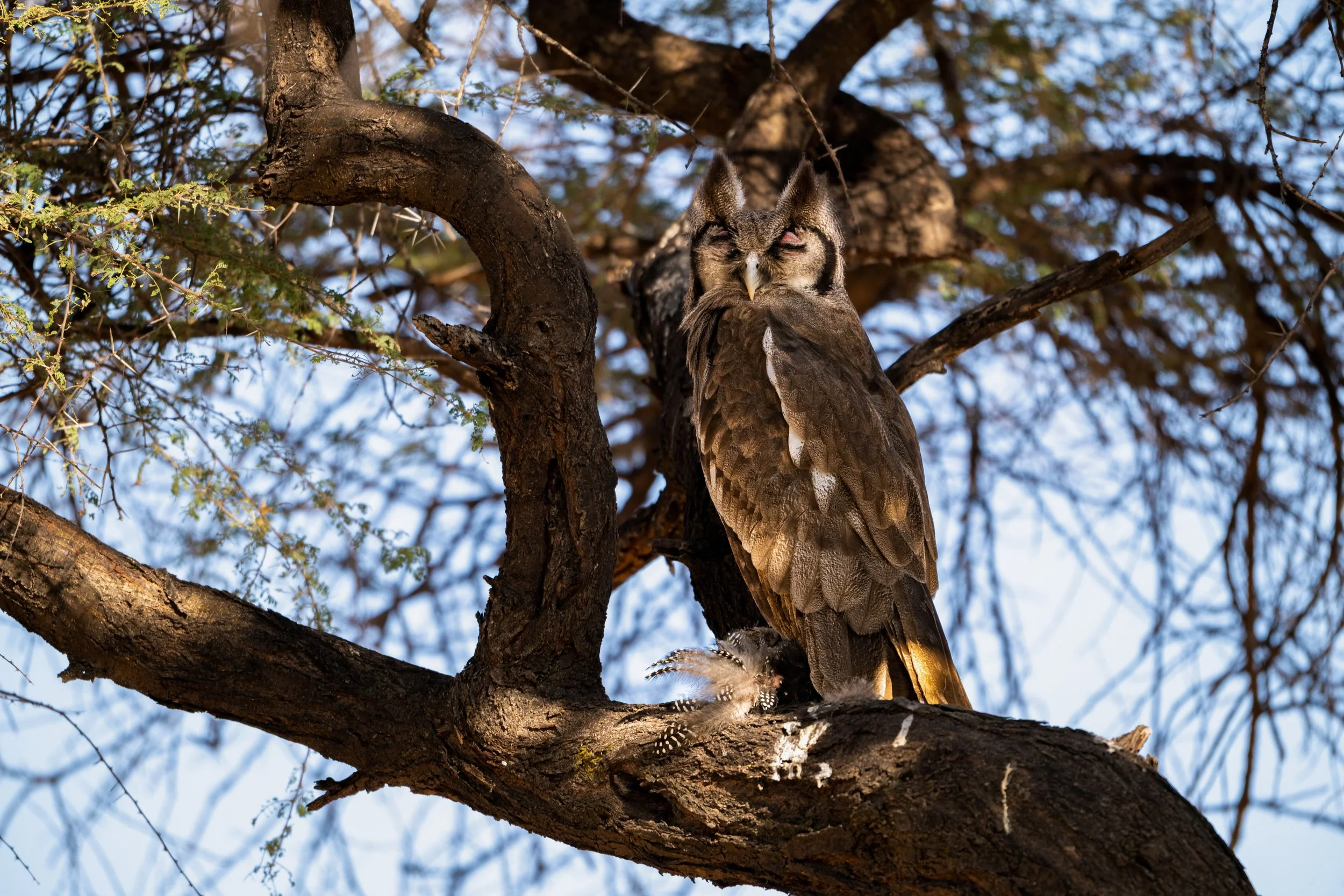 A detailed adult owl perched on a tree branch, with its eyes closed, surrounded by sparse leaves and a clear blue sky in the background.