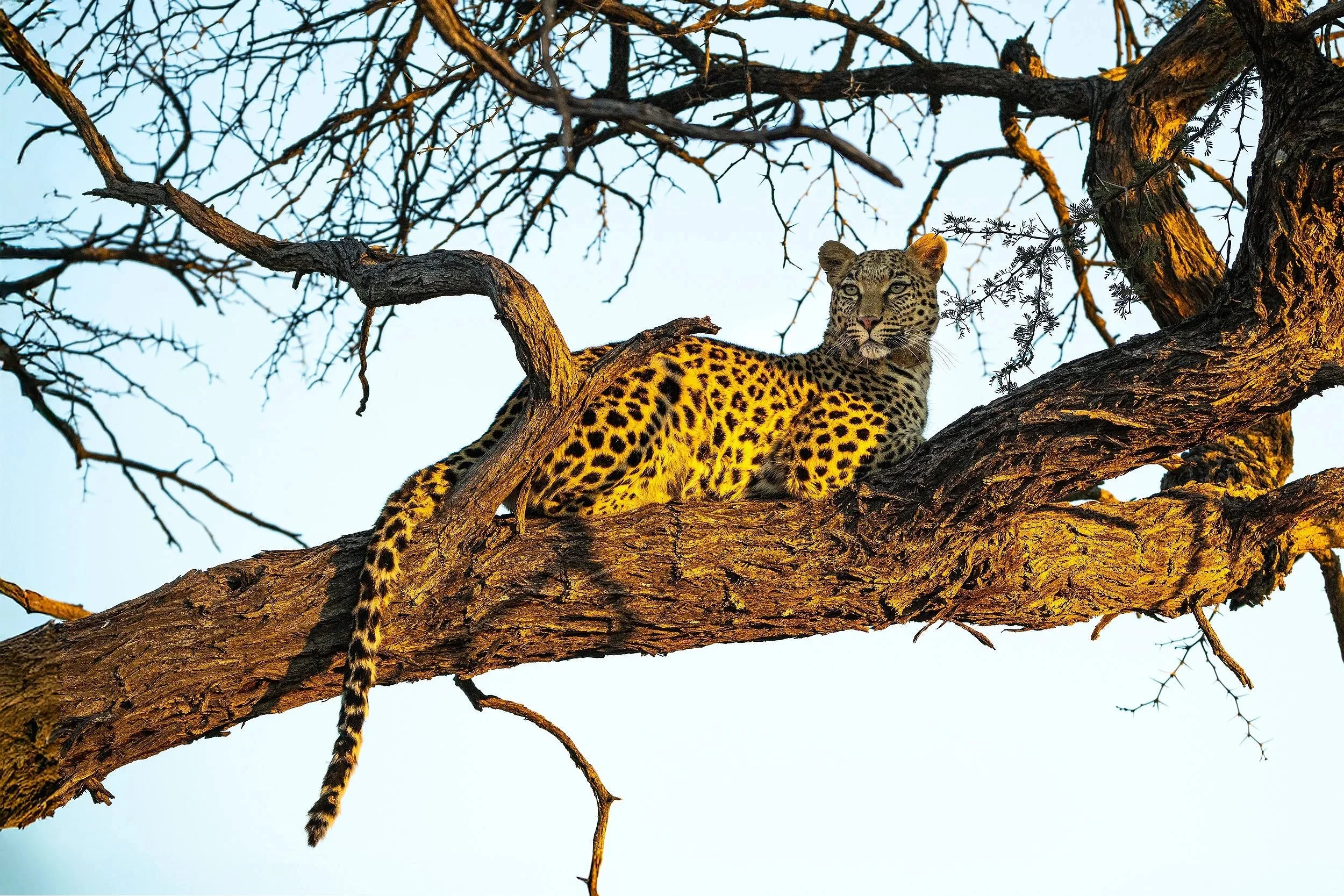 A leopard resting on a tree branch during sunset or sunrise with clear sky in the background.