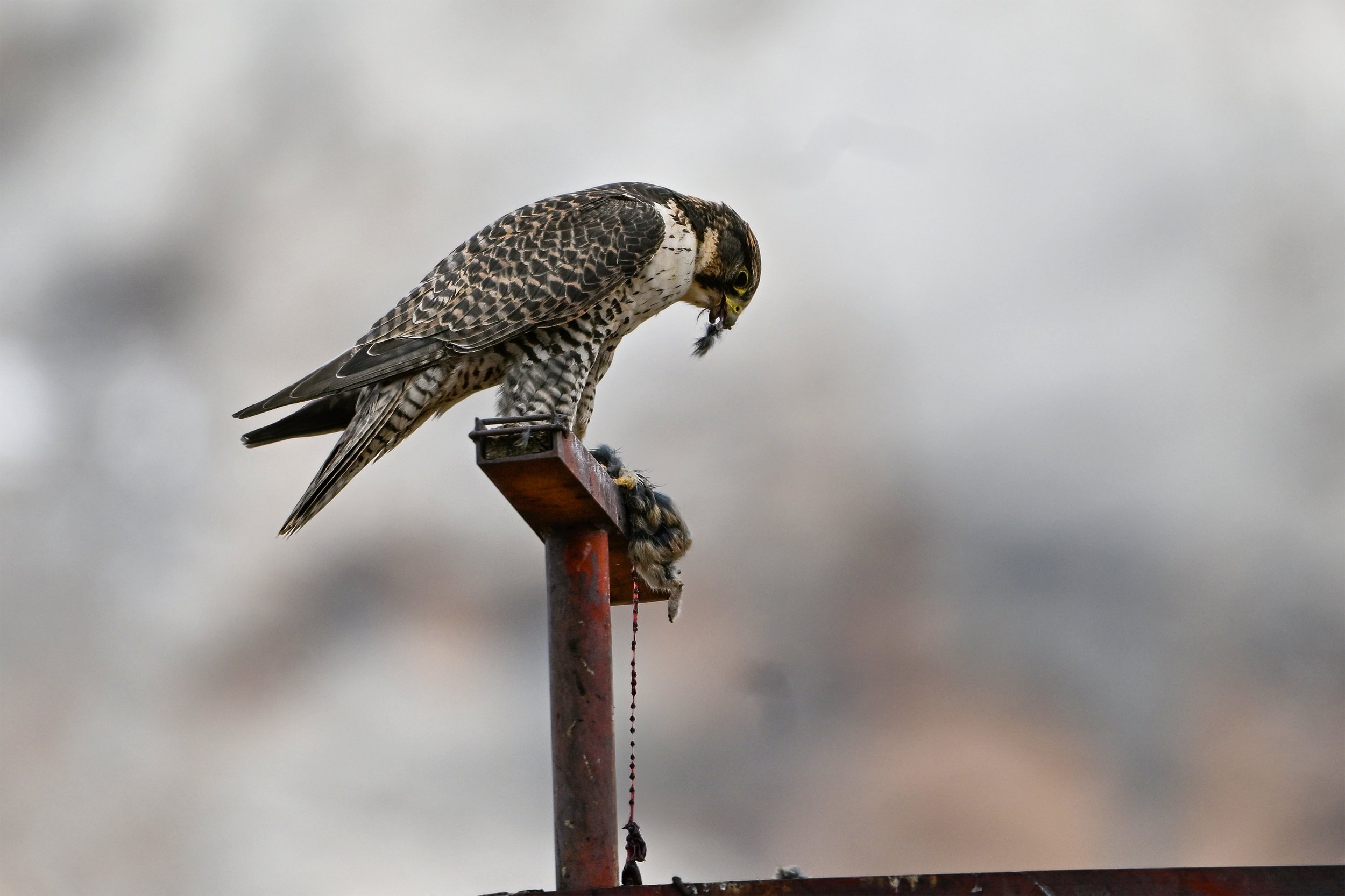 A Peregrine Falcon eating a pika on top of a metal post in Yushu, Sanjianyuan
