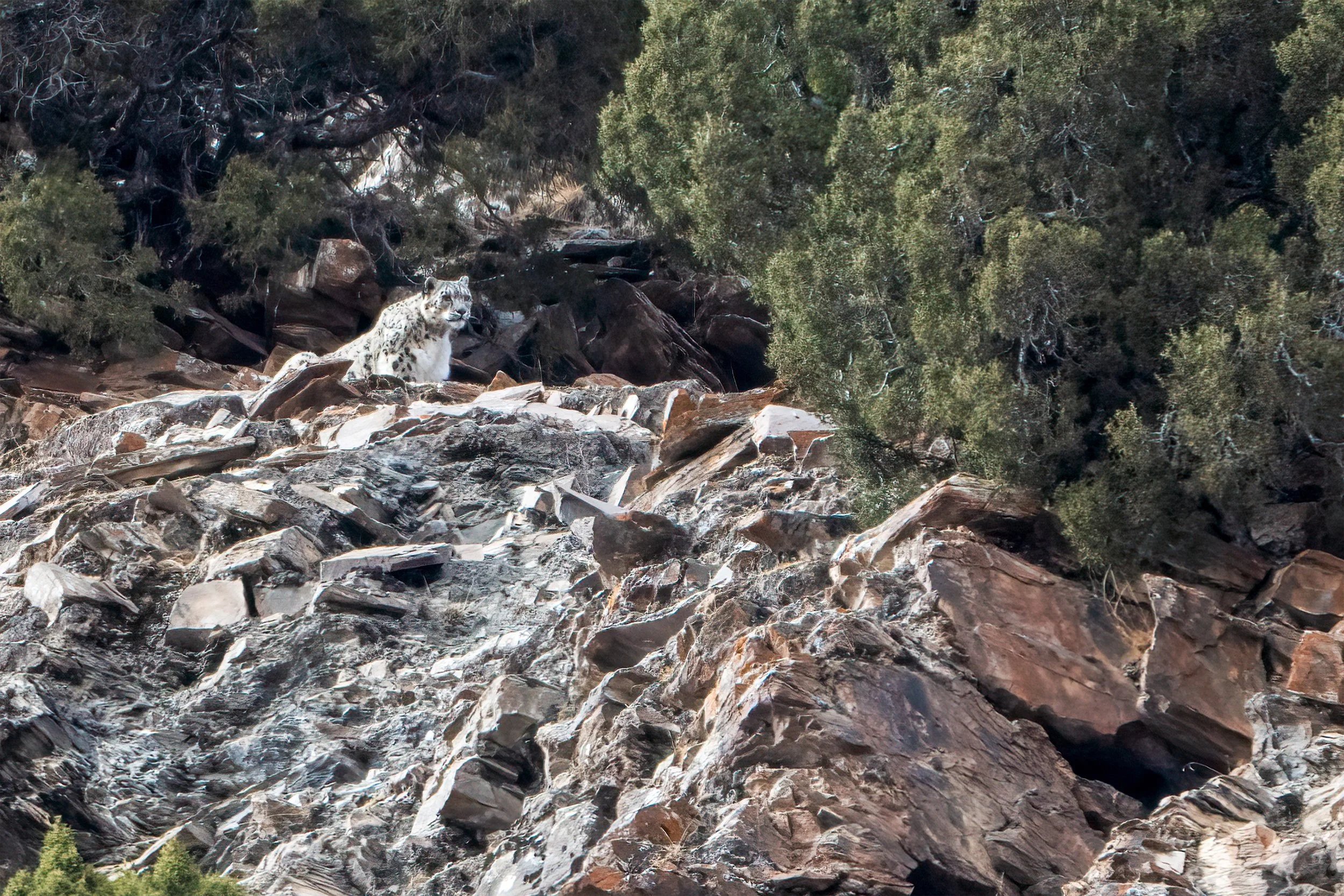 rare snow leopard camouflaged against the rocky cliffs of Yushu, Sanjianyuan, captured during a wildlife tracking expedition.