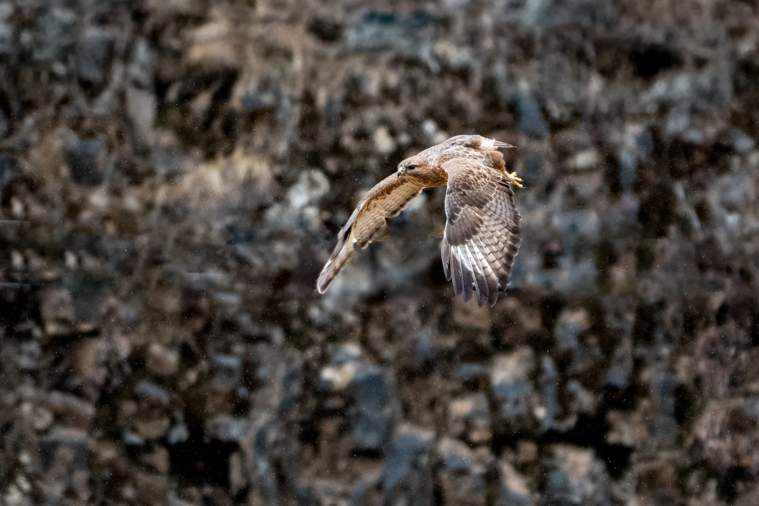 Himalayan Buzzard.jpg