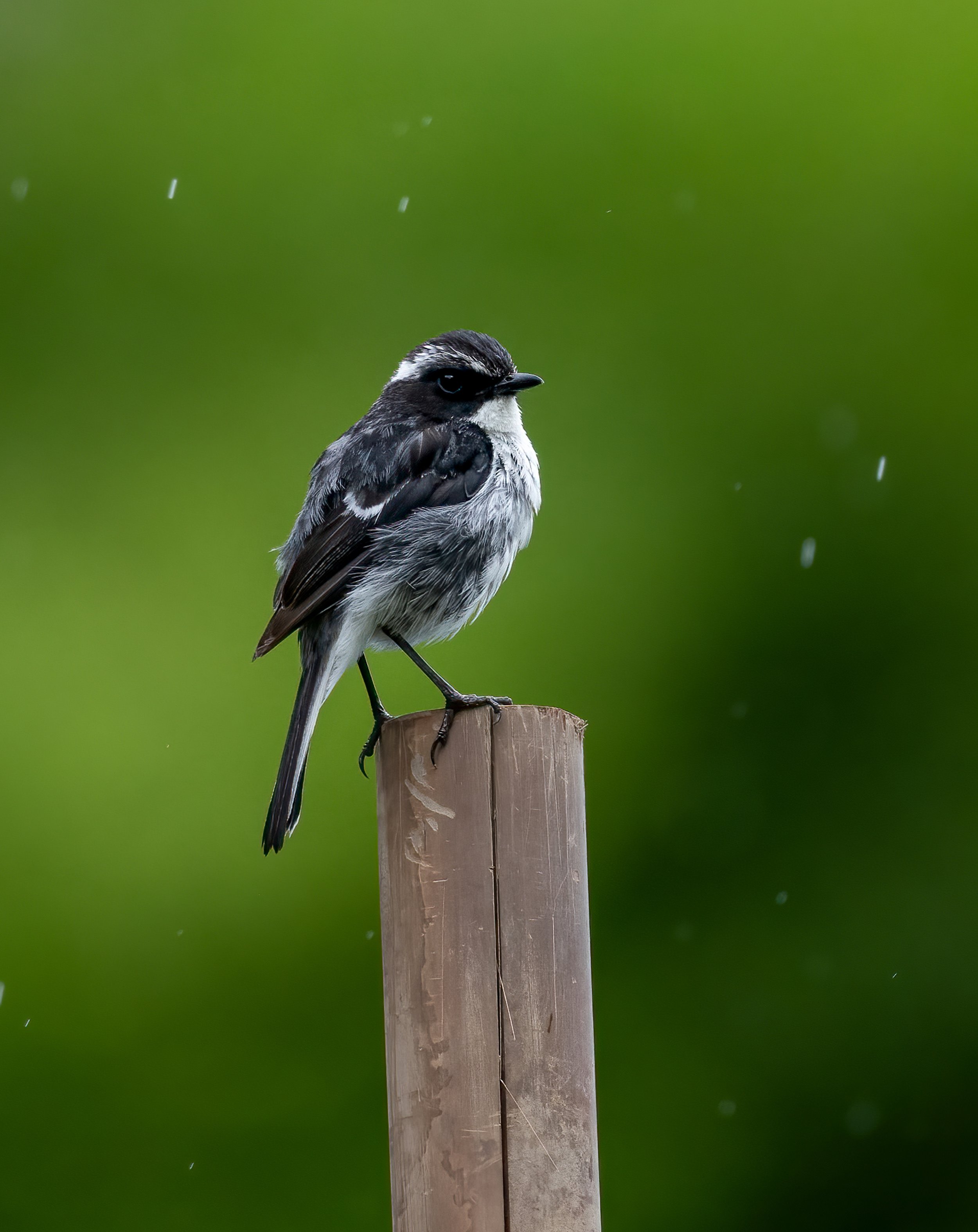 Grey Bush Chat