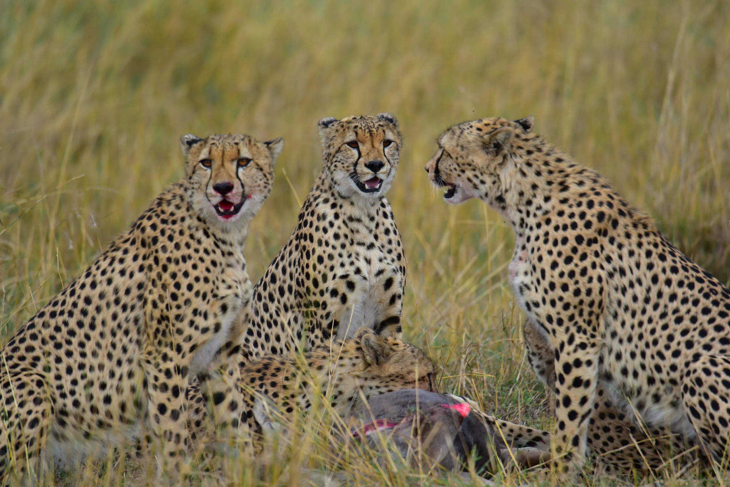Caught the five brothers at Massai Mara, successfully took down a baby wildebeest  (肯尼亚,东非)