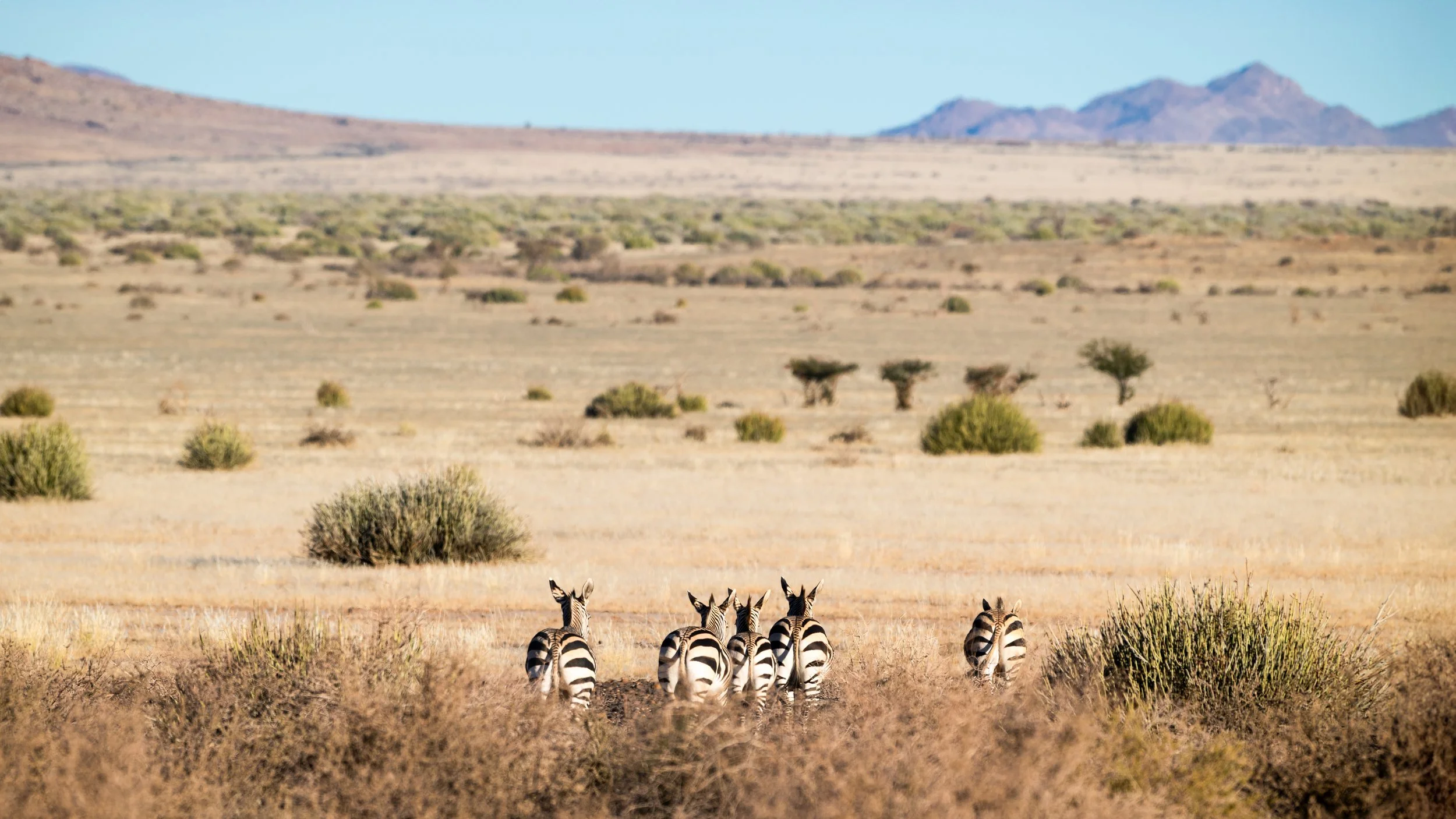 Zebras heading home in vast Namibia desert