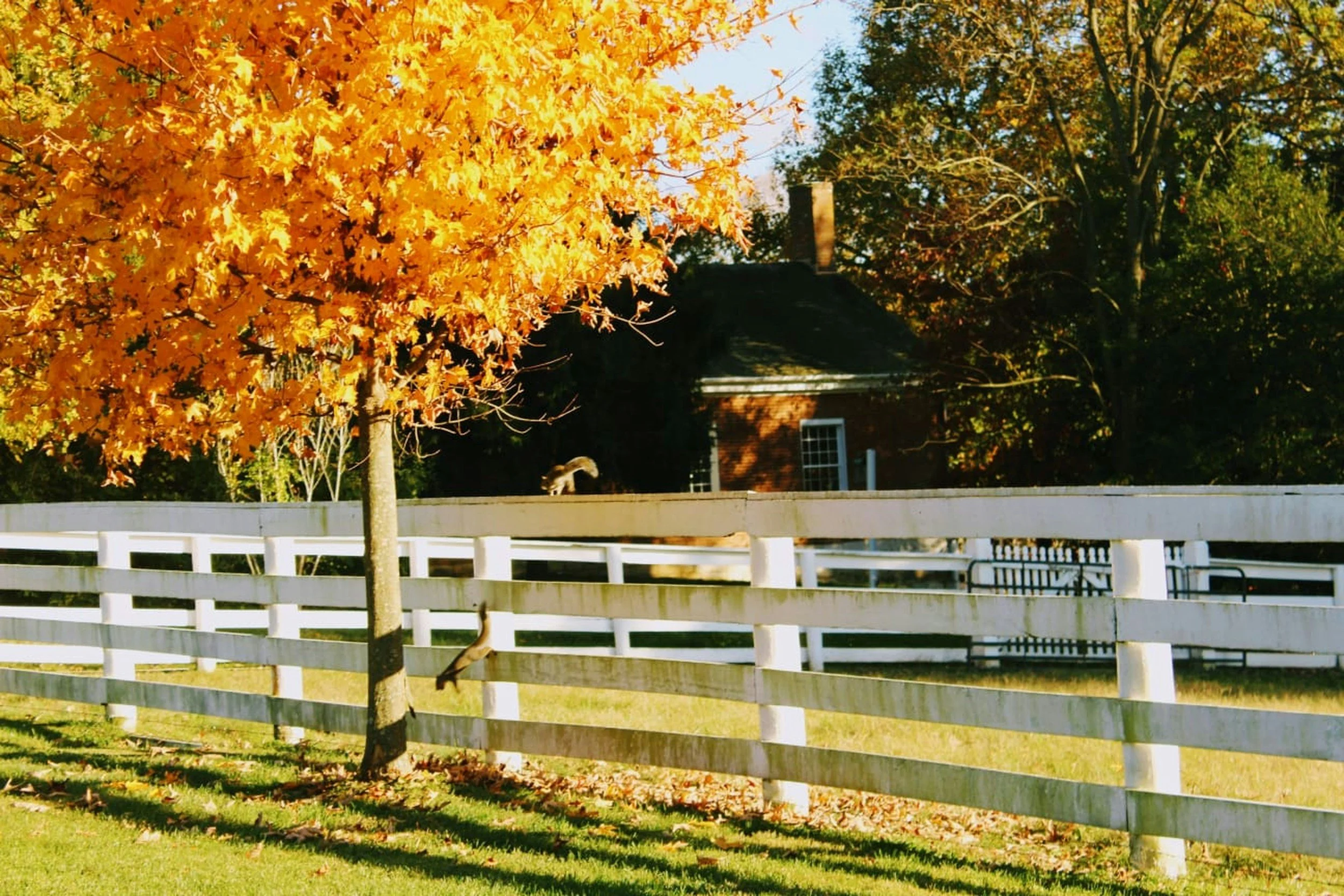 A tree with bright yellow autumn leaves next to a white wooden fence, with a brick house and additional trees in the background.