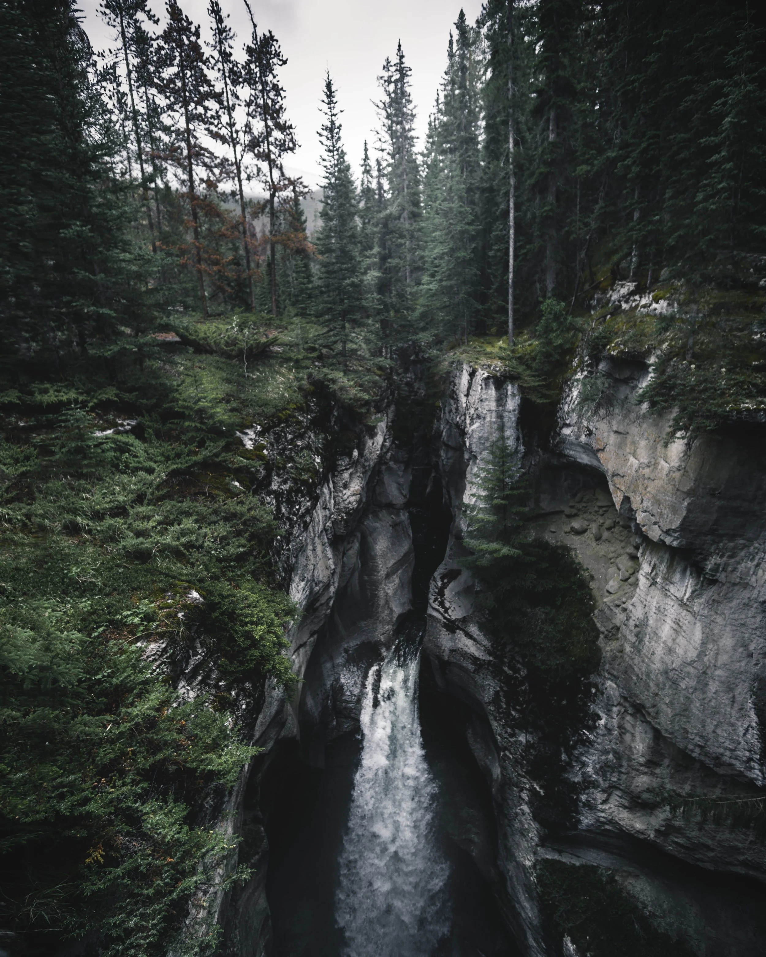 A forest scene with tall evergreen trees surrounding a rocky gorge with a cascading waterfall.