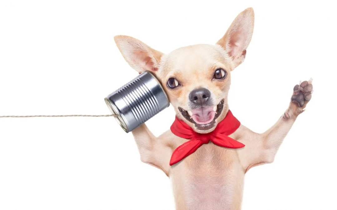 Animal Communication