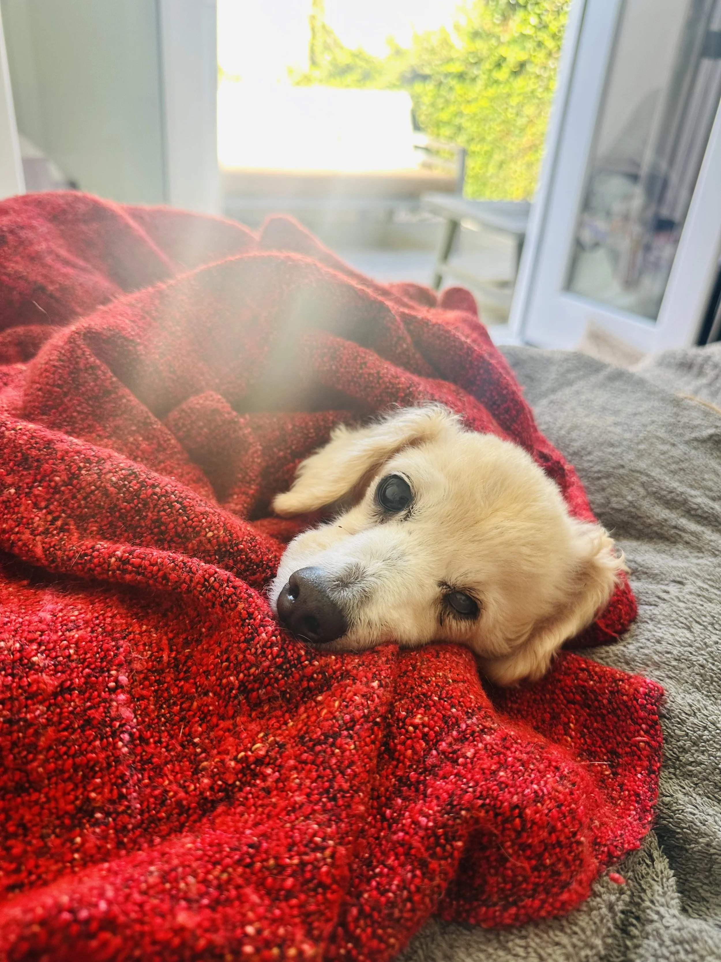 A close-up of a cute light-colored puppy lying on a red blanket with black and white spots, resting indoors near an open door or window with a view of a green outdoor area.