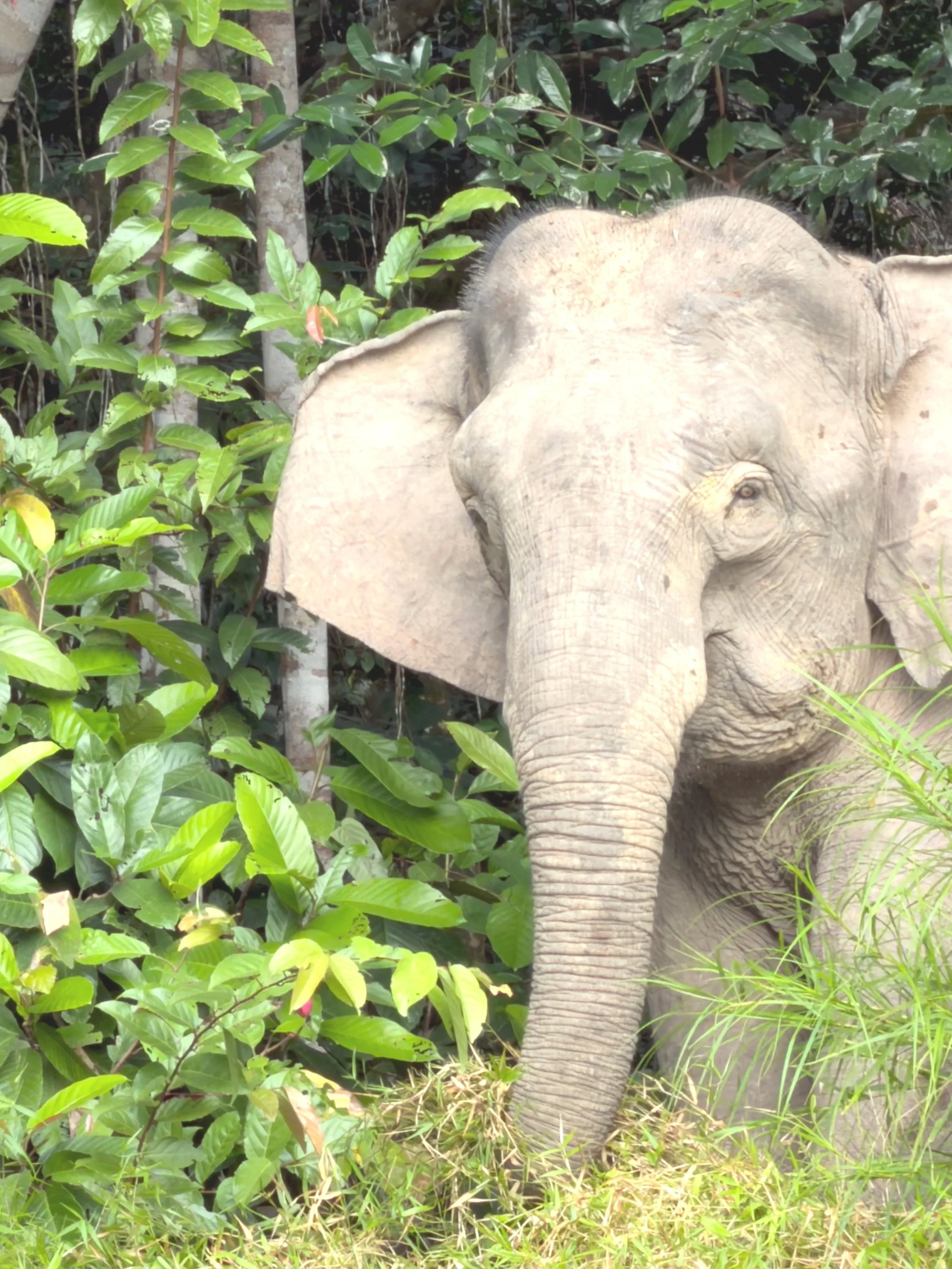 Ecotour in Borneo