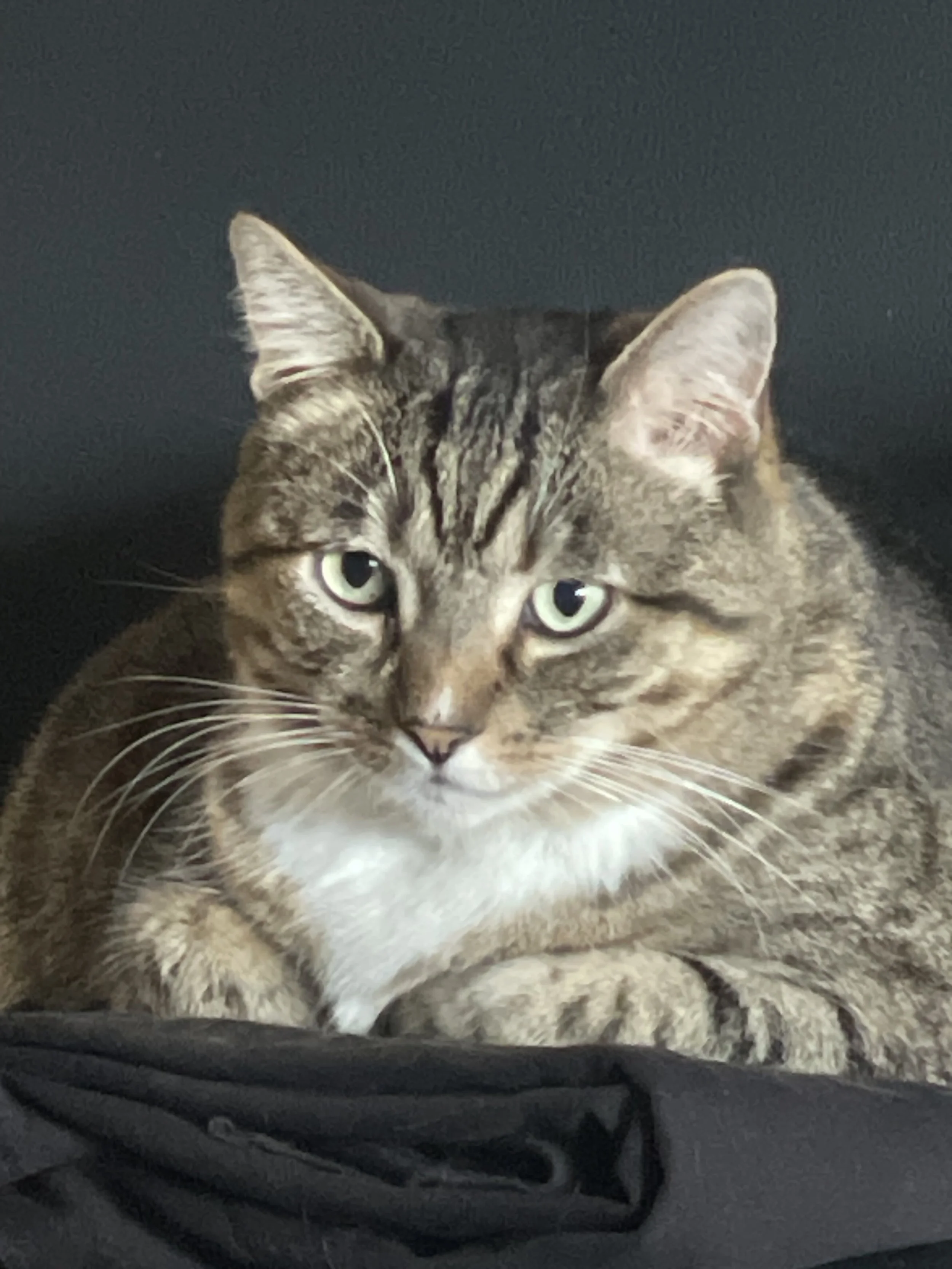 A tabby cat with green eyes and pink ears sitting on a black stove.