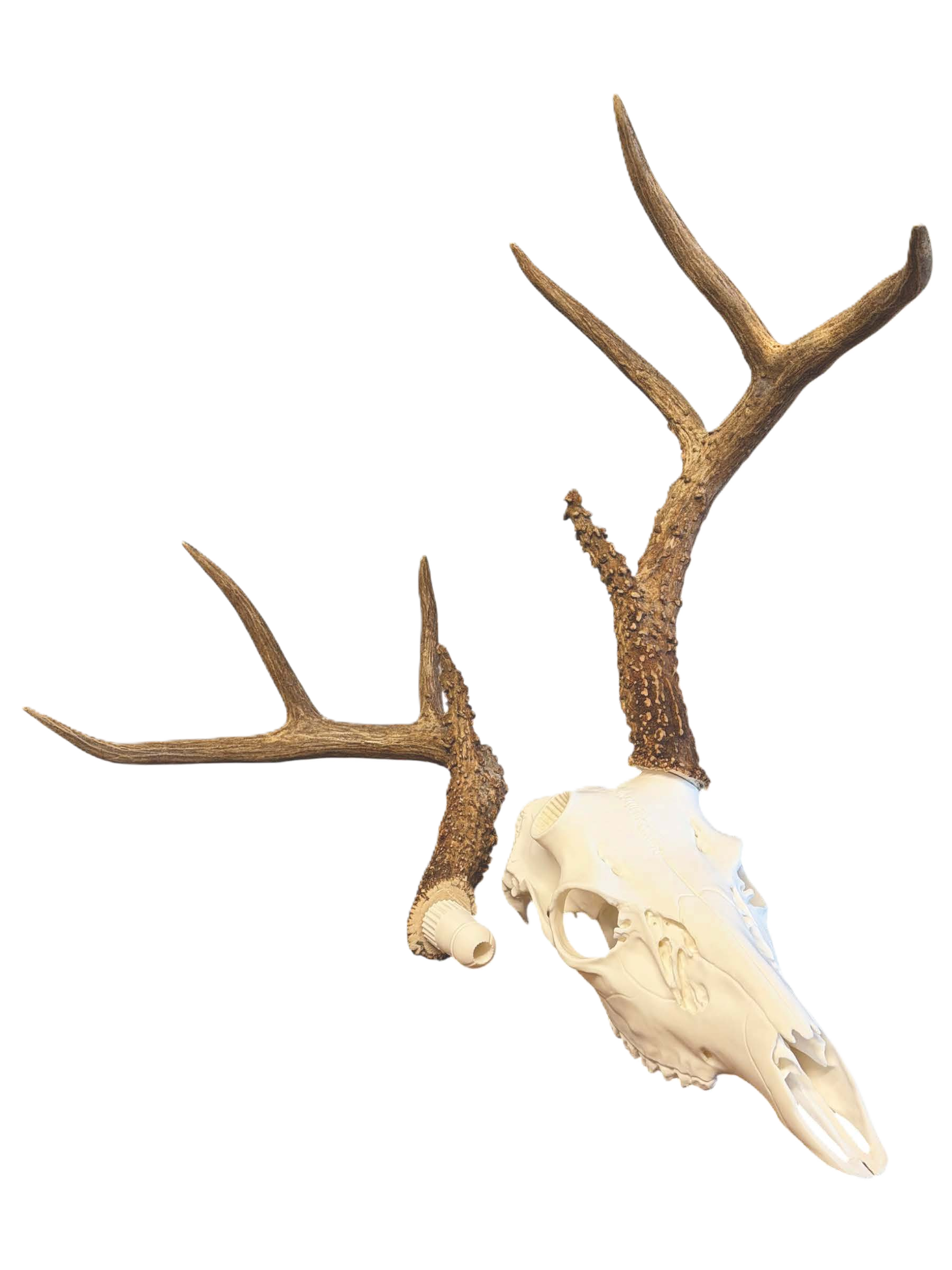antler no back.png