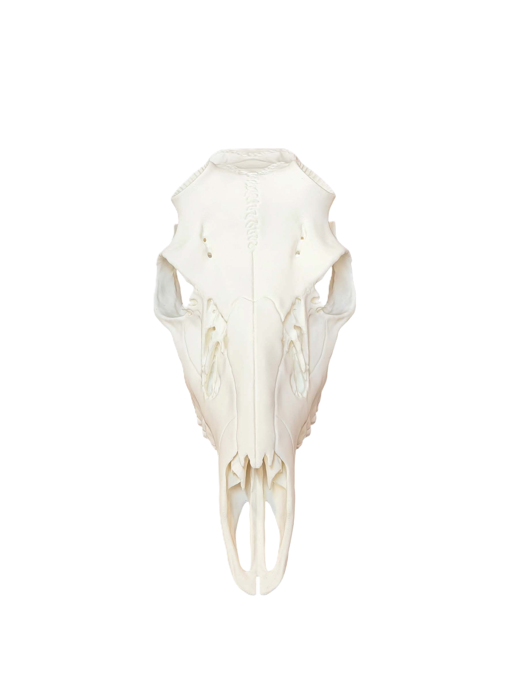white front no back.png