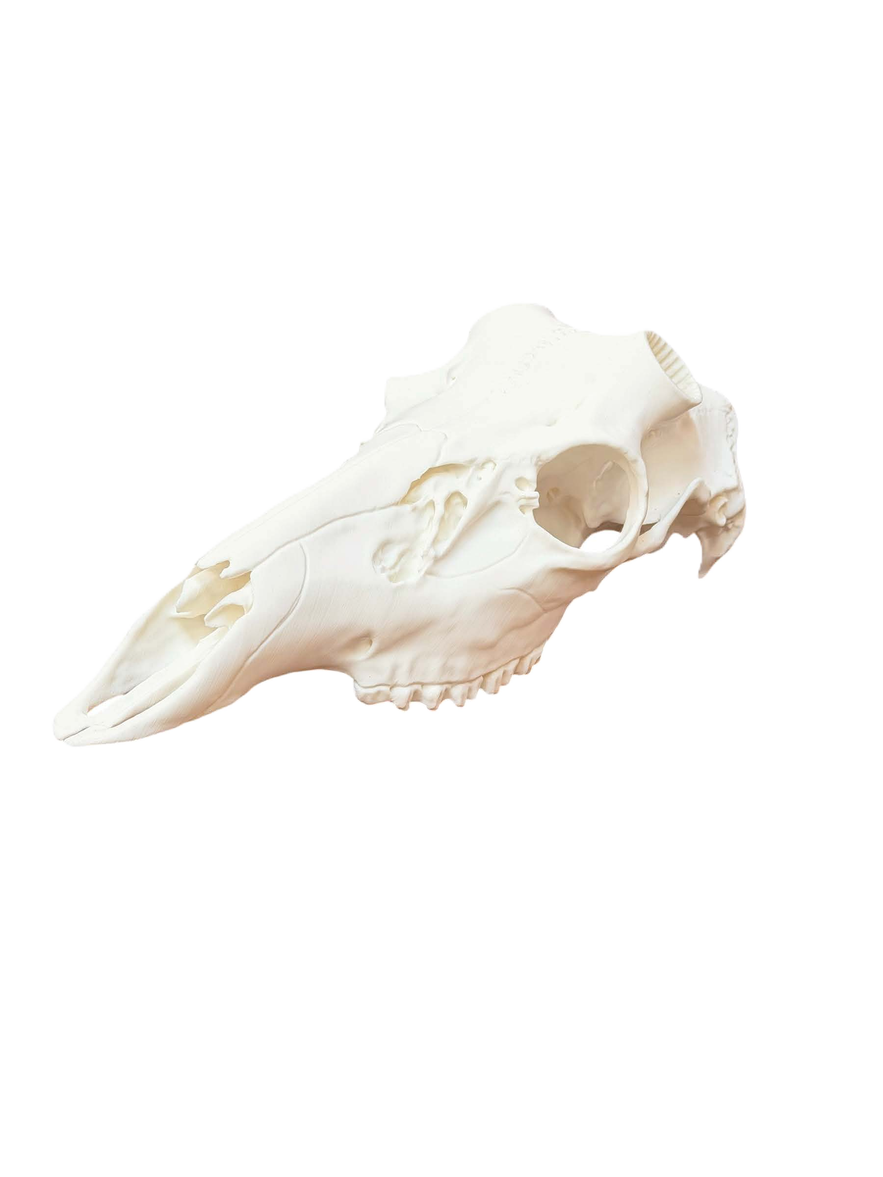 white side no back.png