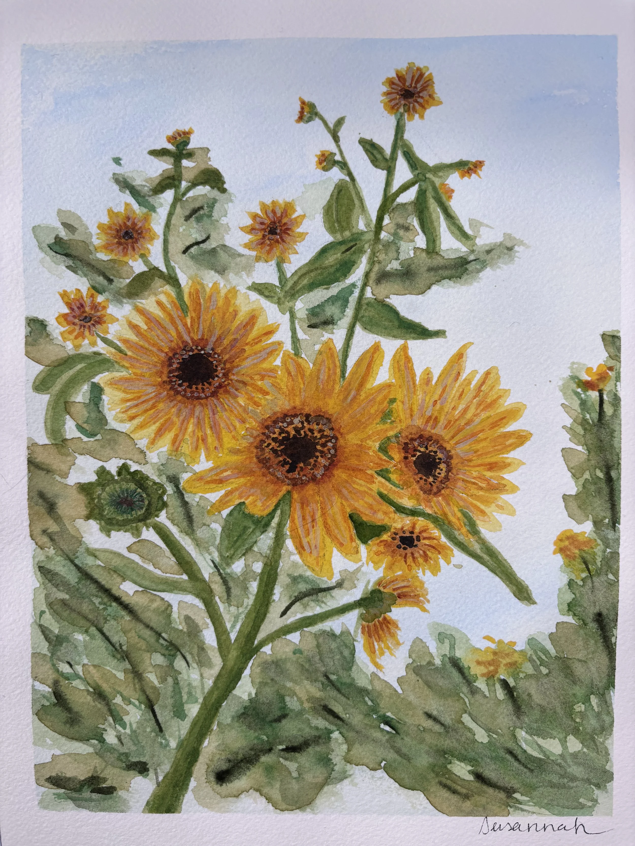 Sunflowers - 8x10,  $200,  Available