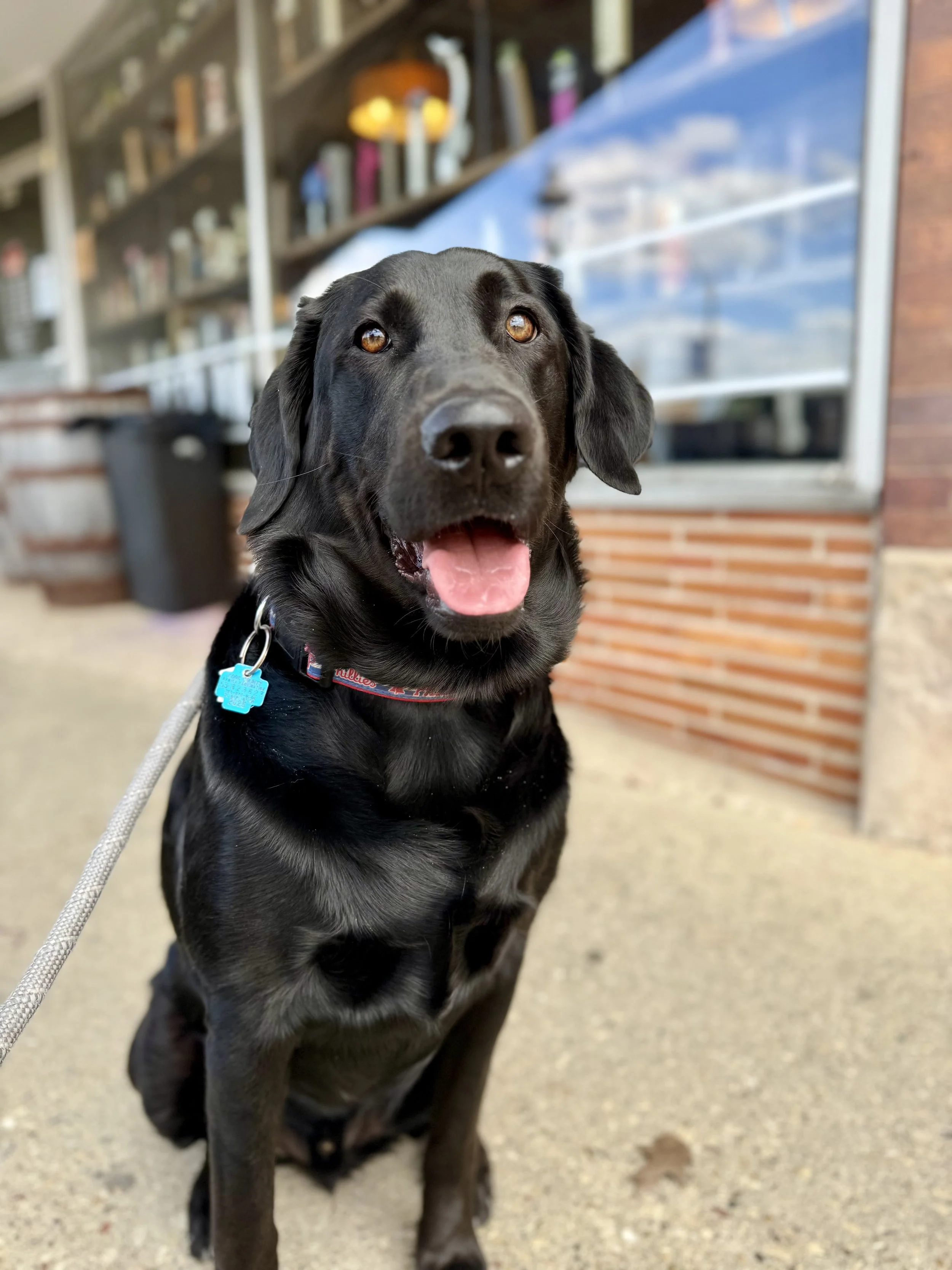 Family Dog - Trey Press