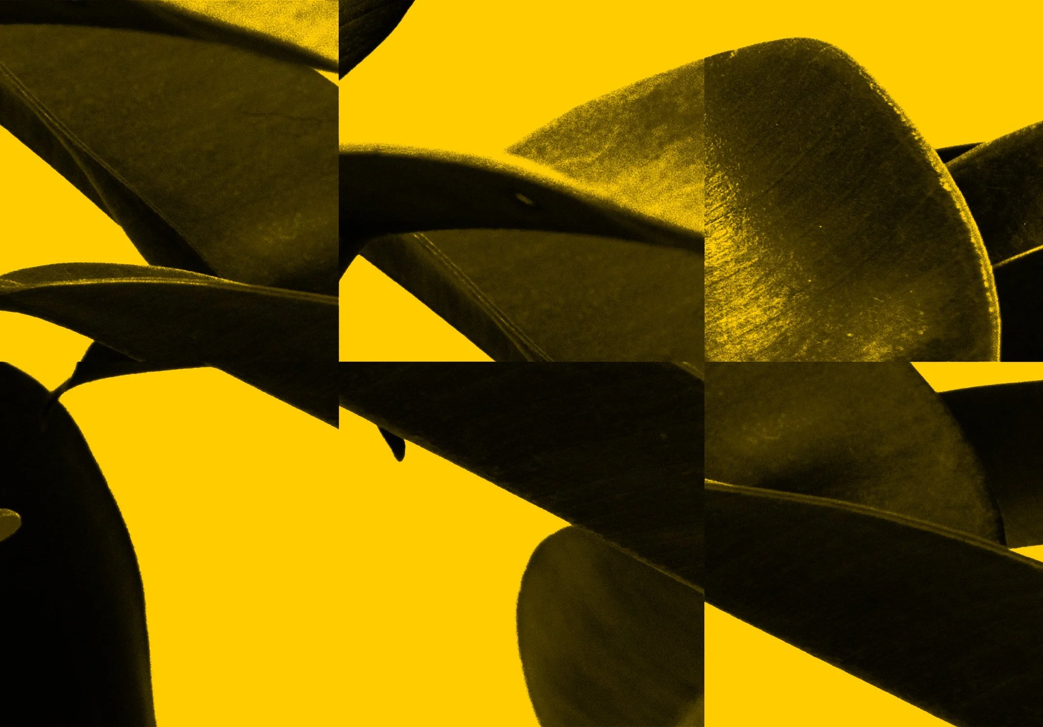 Odo6leaf_yellow_2150.jpg