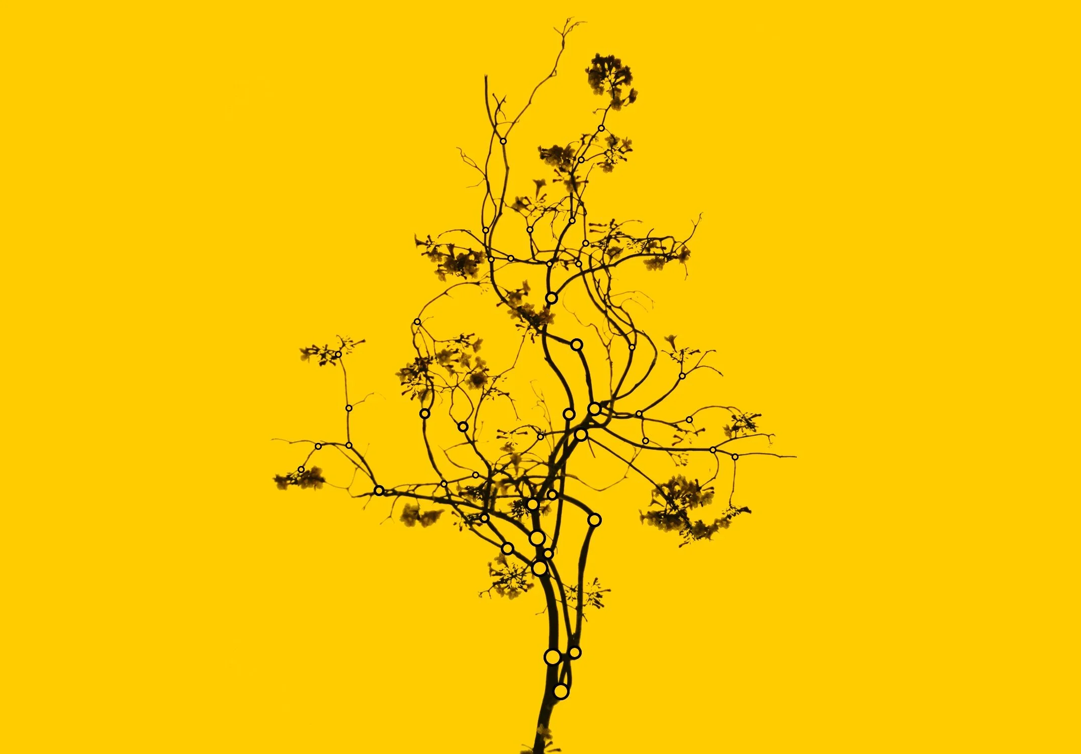Odobranch_yellow_2150.jpg
