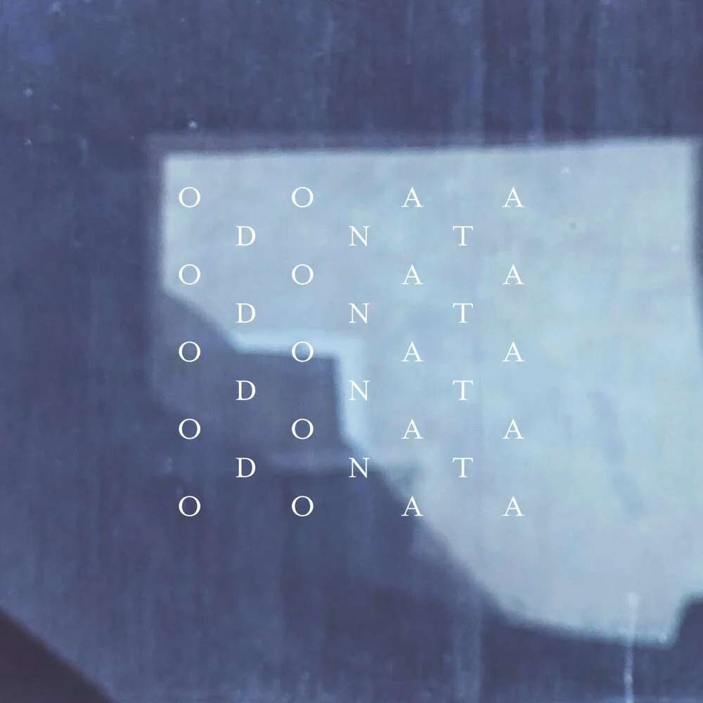 odonata_2.jpg