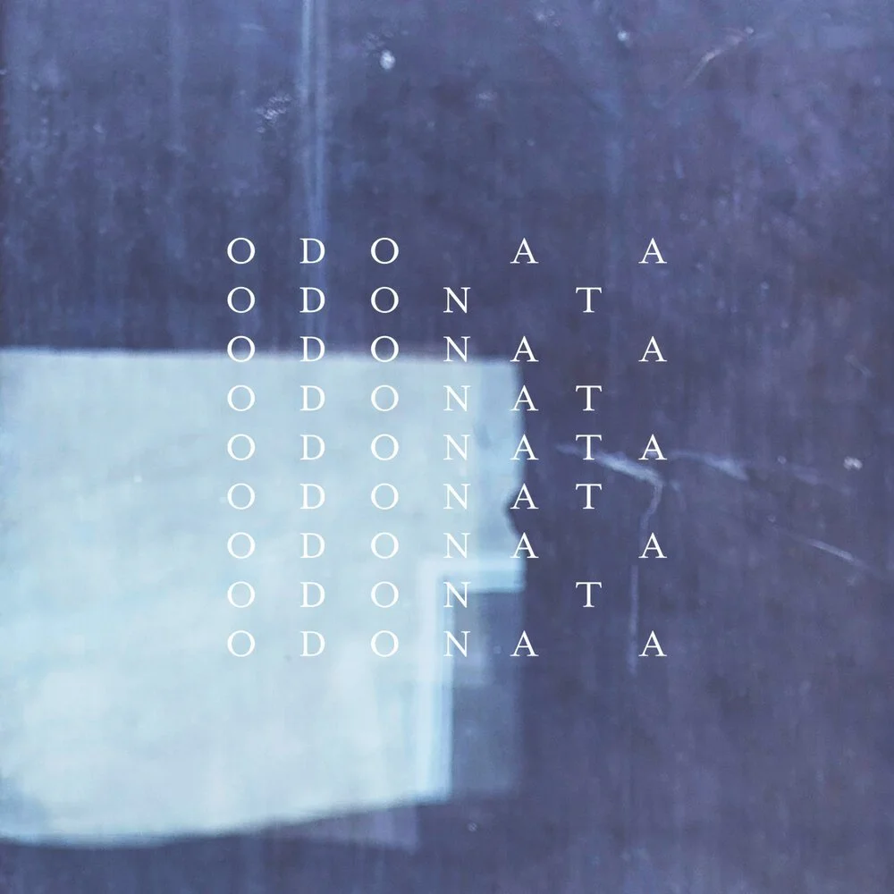 odonata_1.jpg