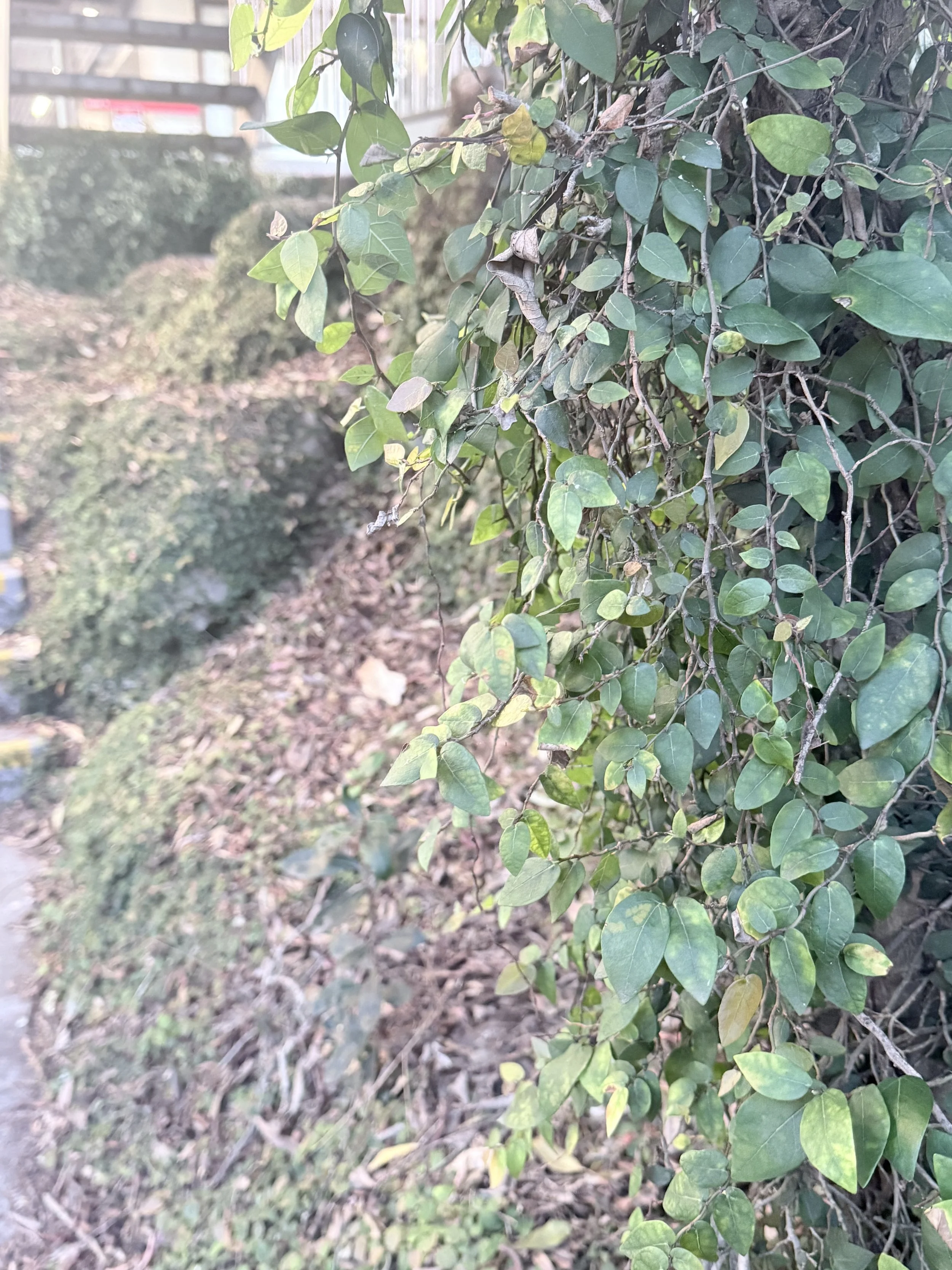 Close-up of green leaves on a shrub, with some leaves showing signs of age or damage, on a background of brown soil and other plants.