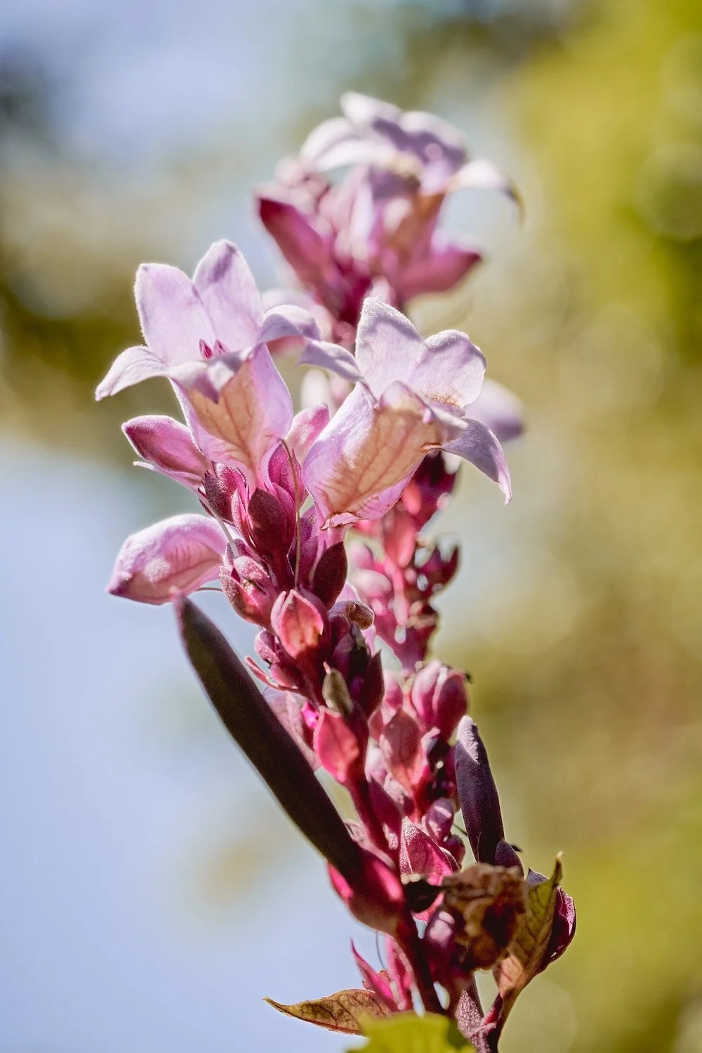 IN_4109