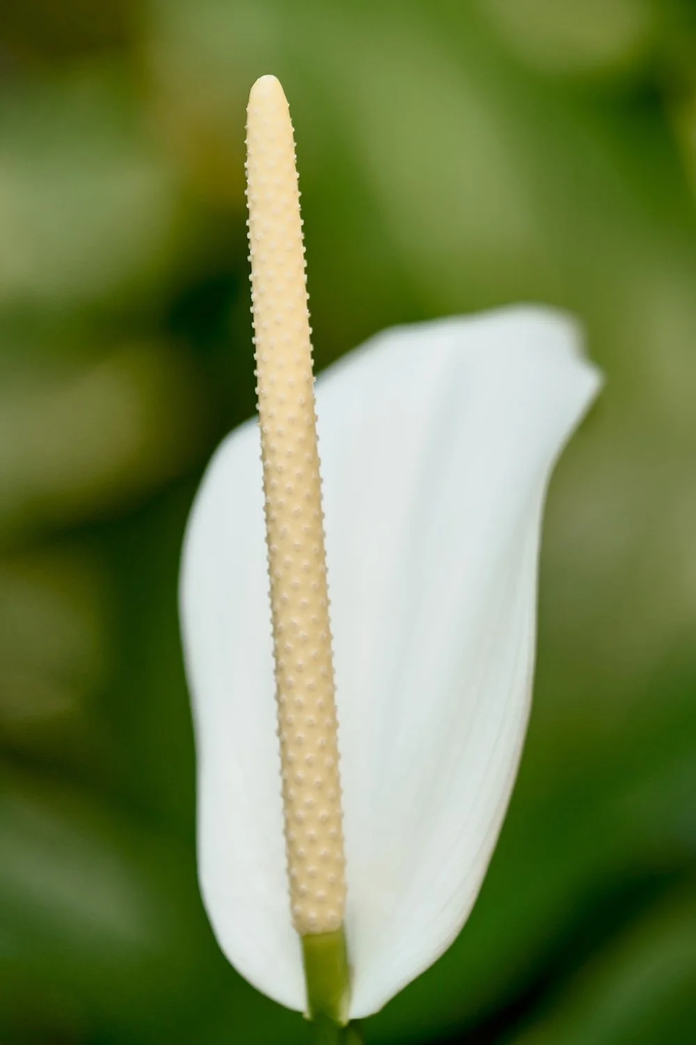 EN_9407