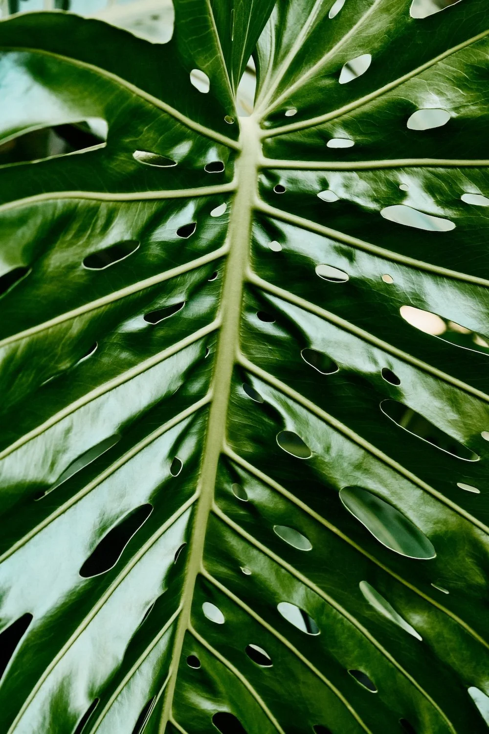 EN_9368