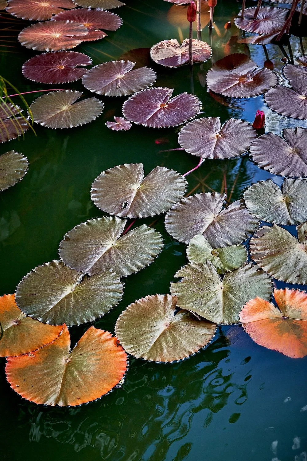 EN_8818