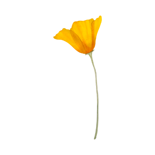 A single yellow flower with a long, slender stem in front of a red background.