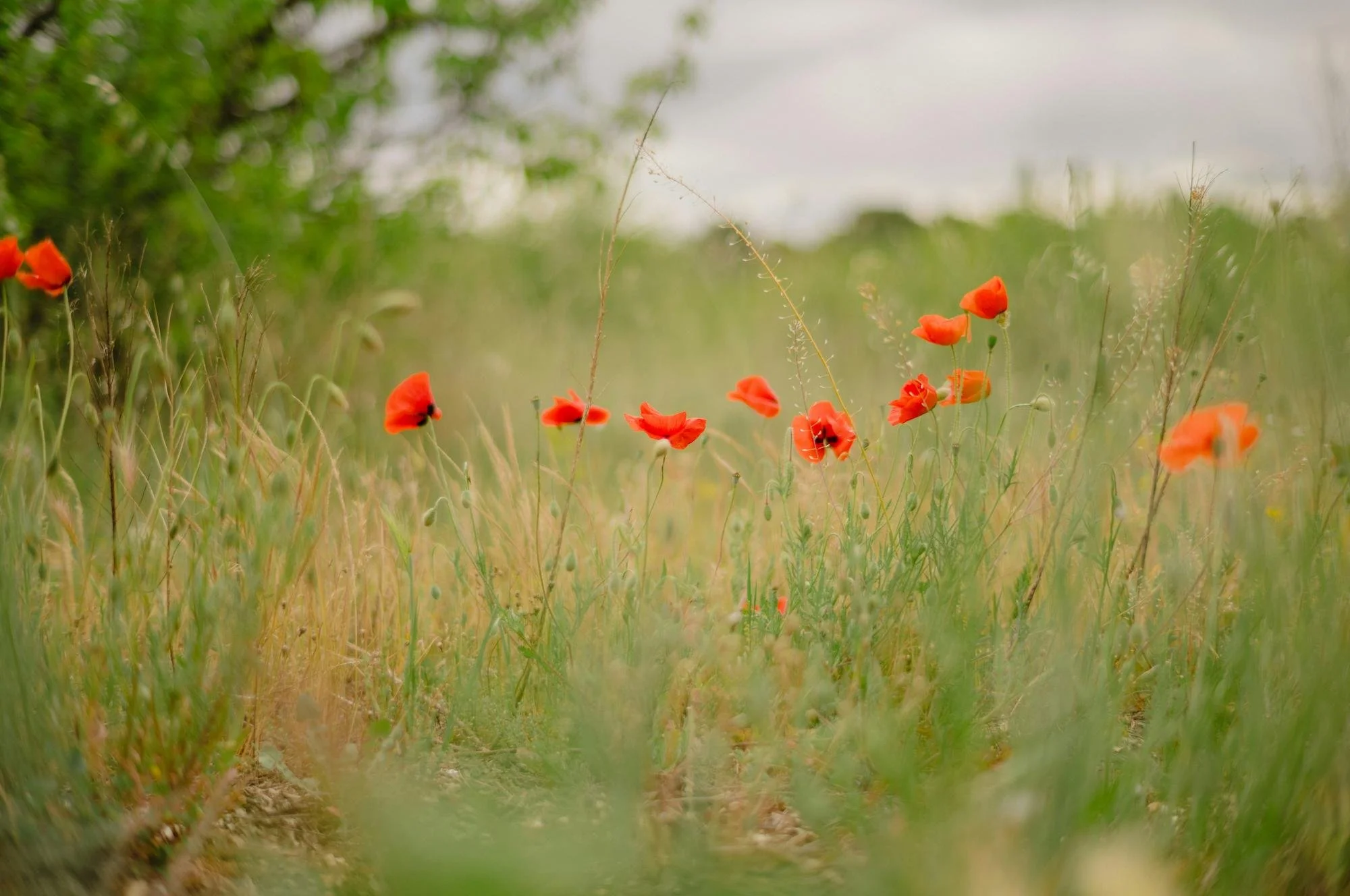 A field of red poppies with green grass and blurred natural background.
