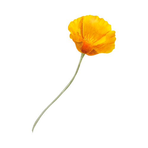 A yellow flower with a long thin stem and ruffled petals.