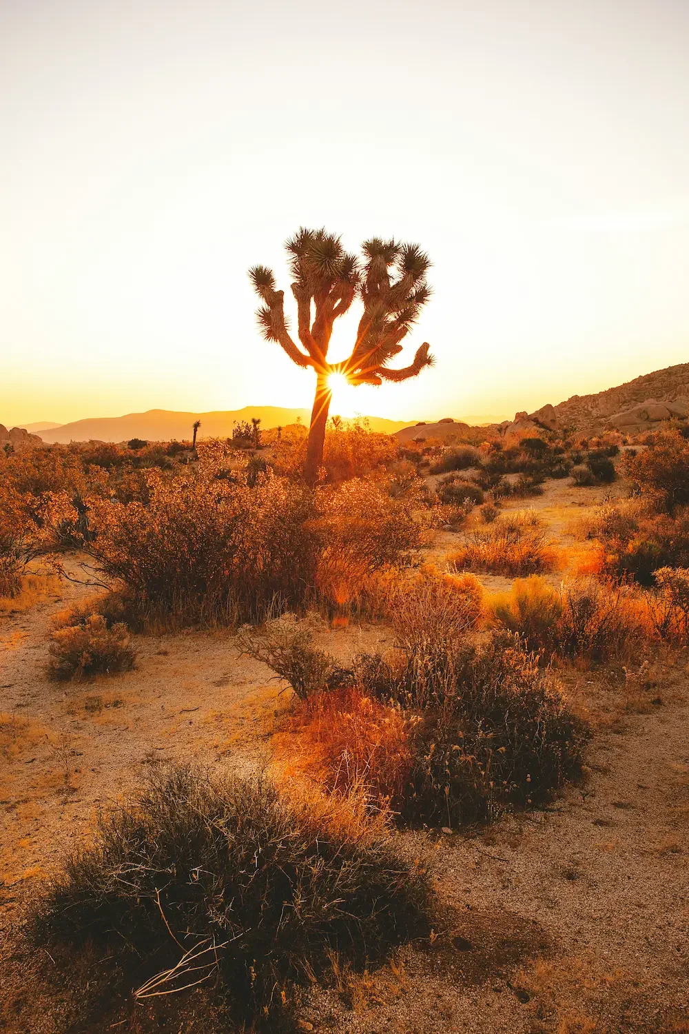 Desert landscape at sunset with a prominent Joshua tree, dry bushes, rocks, and distant mountains.
