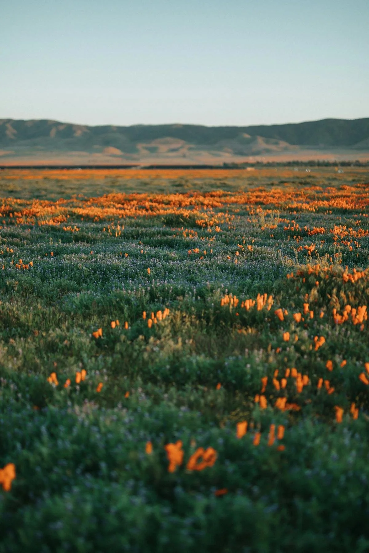 A vast field of wildflowers with a mountain range in the distance and a clear blue sky overhead.