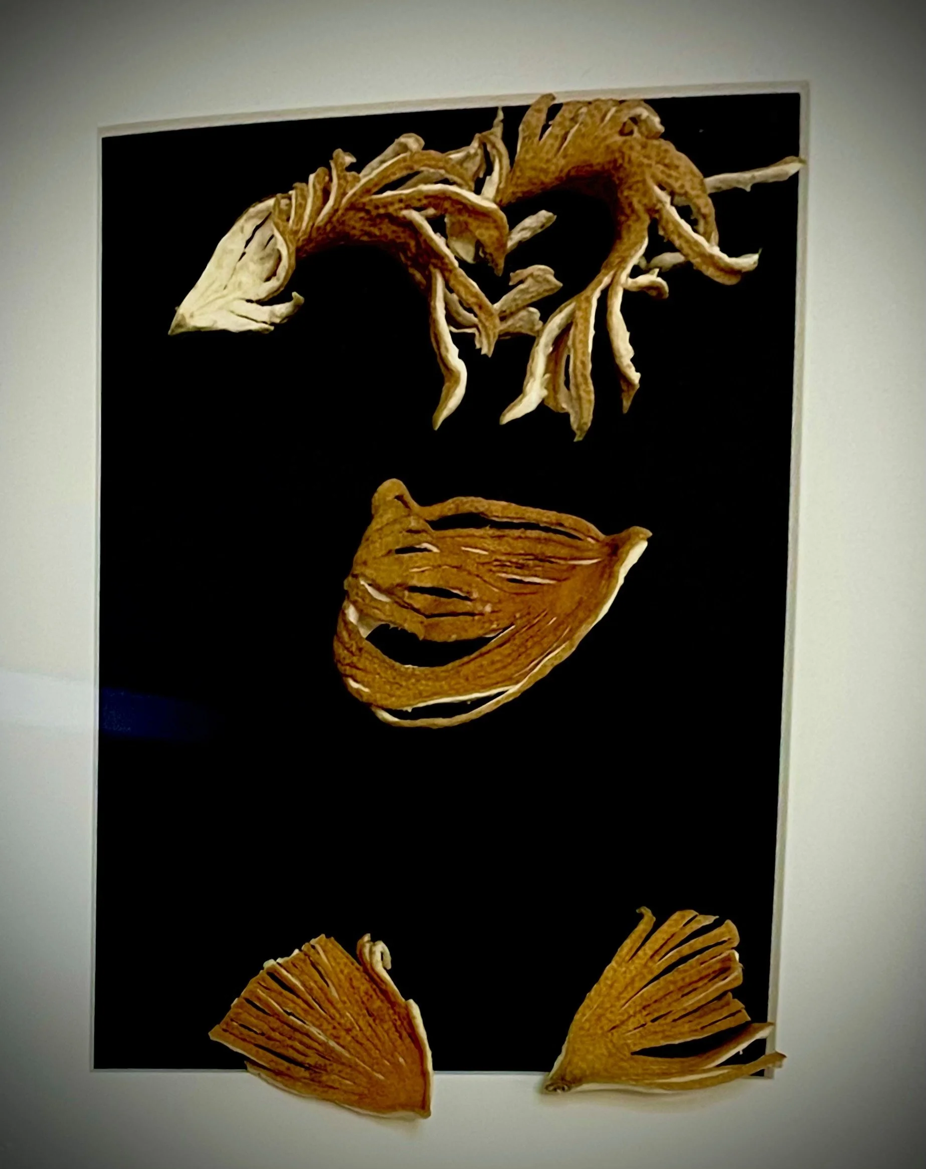 Artwork featuring dried citrus rind leaves arranged on a black background.