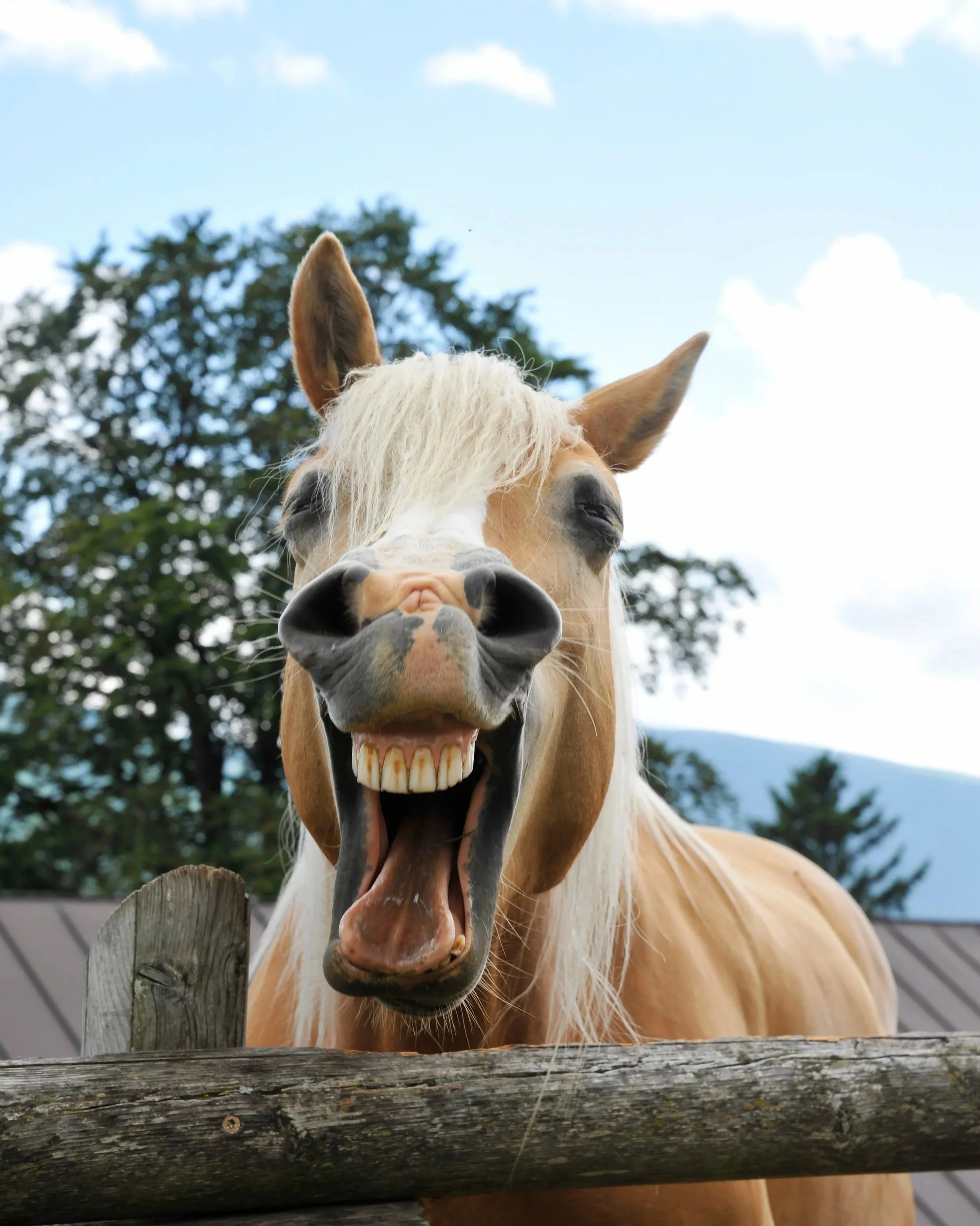 A horse with a white mane and a realistic mouth appears to be smiling, with its face close to the camera. The horse is seen from below through a wooden fence, with trees and a partly cloudy sky in the background.