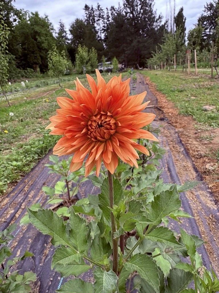 Our first bloom of the year!