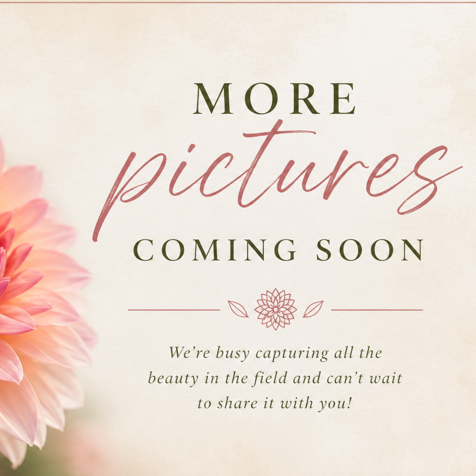 More+Prictures+Coming+soon.png