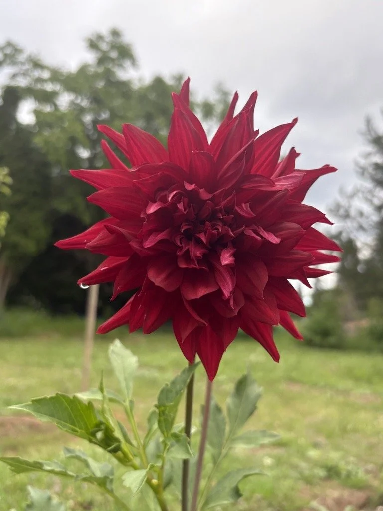Another Mystery Dahlia Reveals Itself 