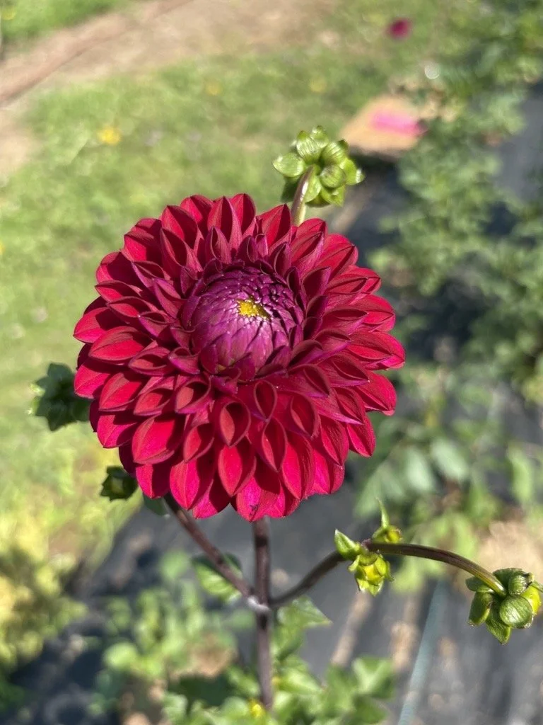 Two More Mystery Dahlias Make Their Debut!