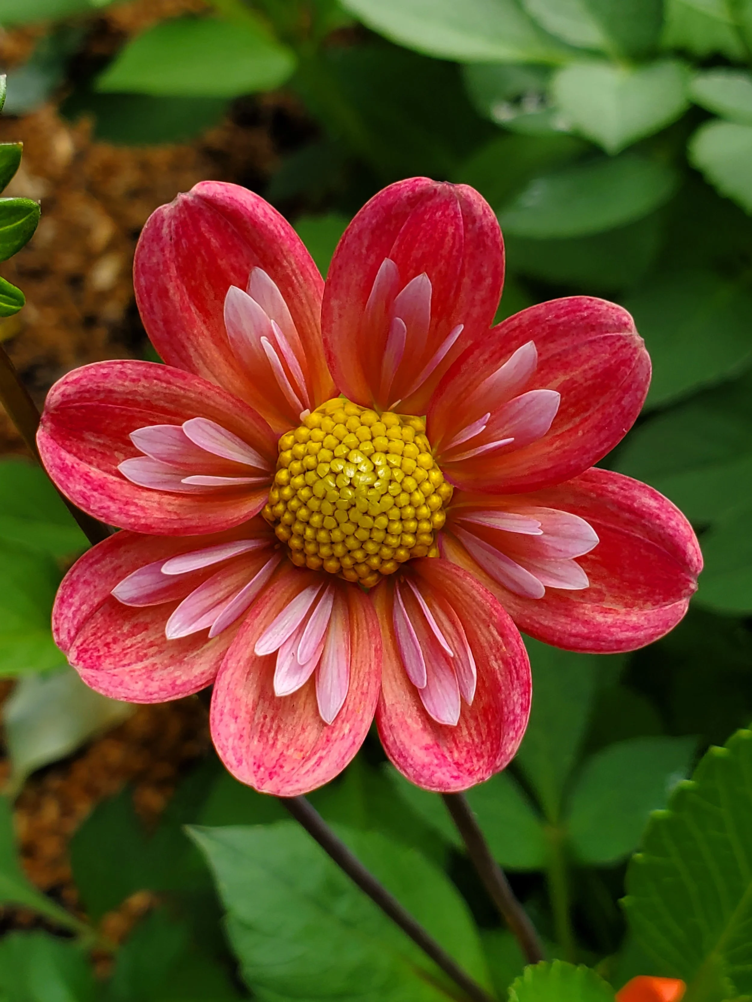 Tiny Blooms, Big Personality!&nbsp;