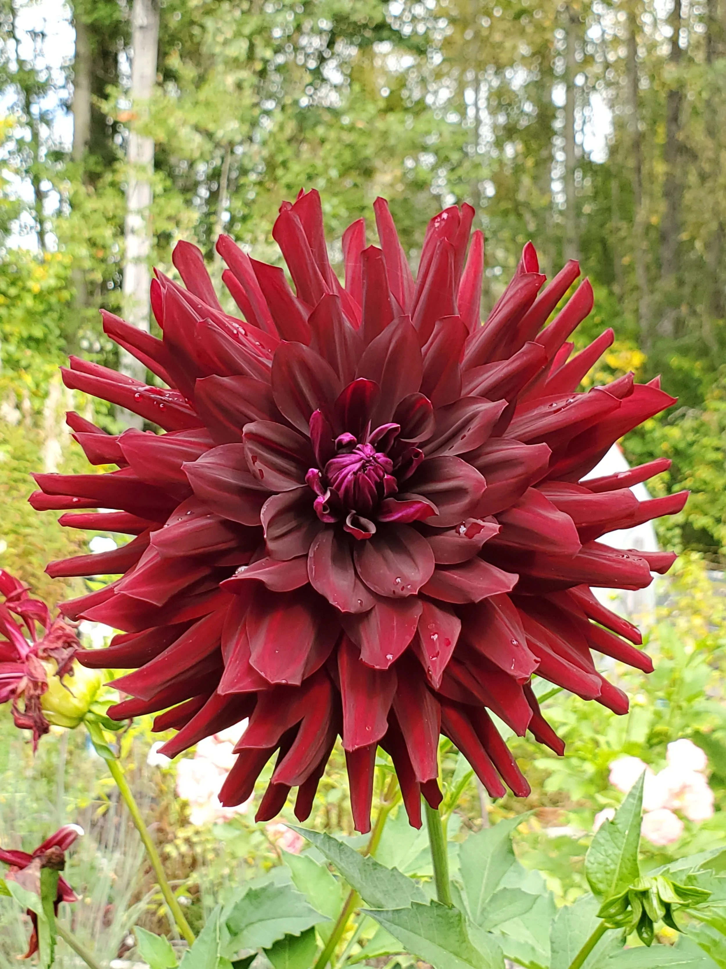 Holly Hill Black Beauty