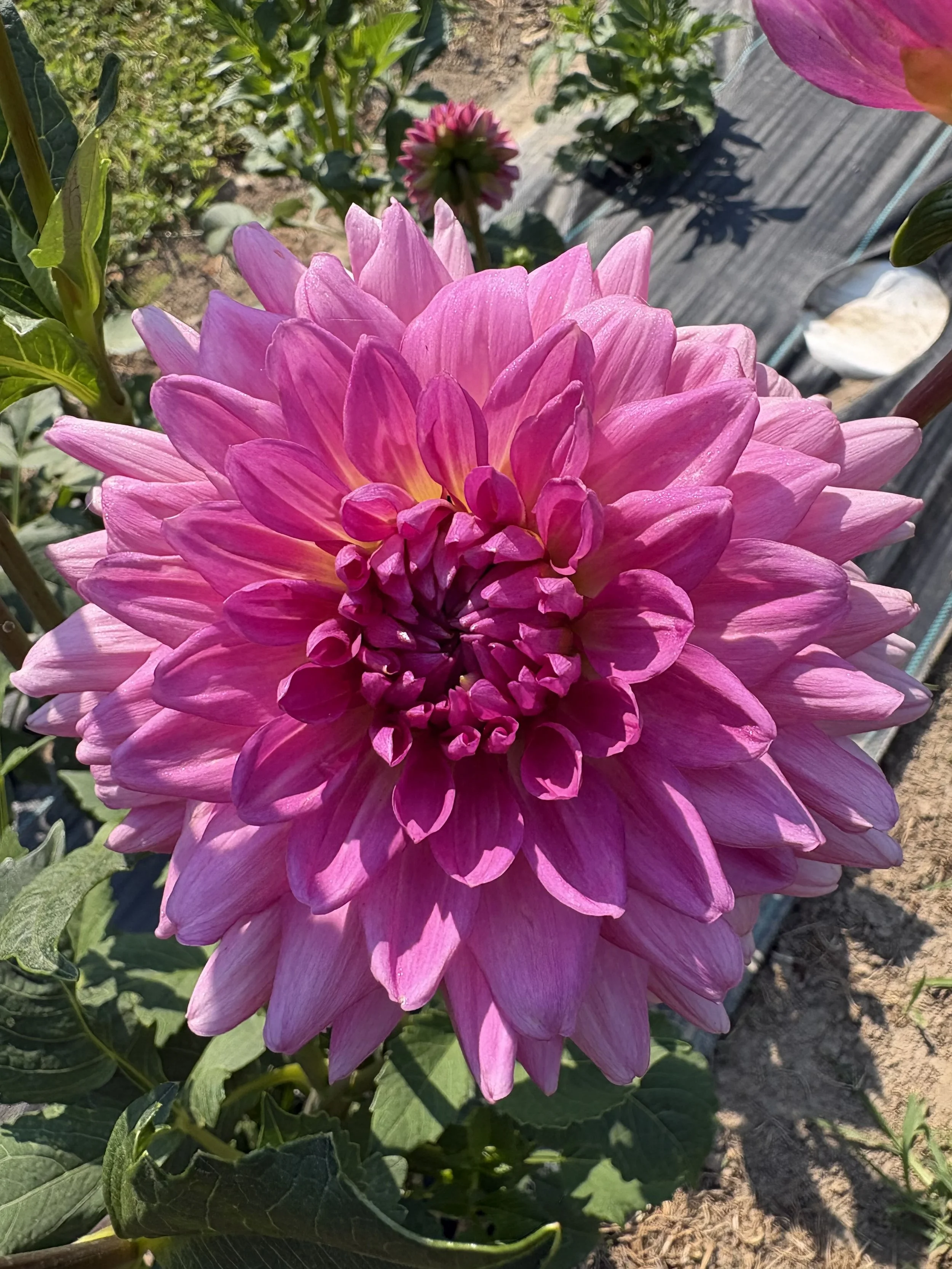 Lilac Time