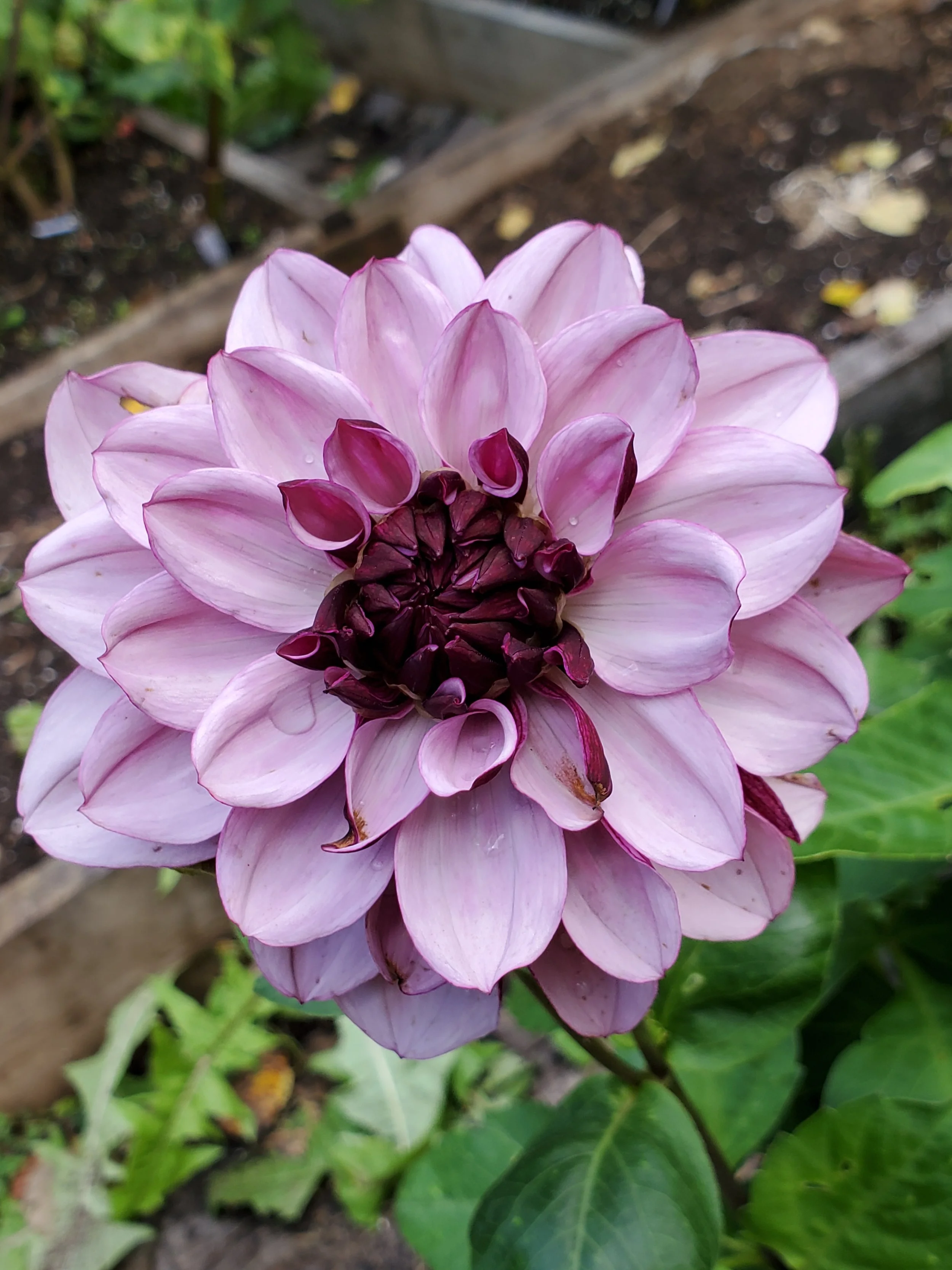 Creme de Cassis