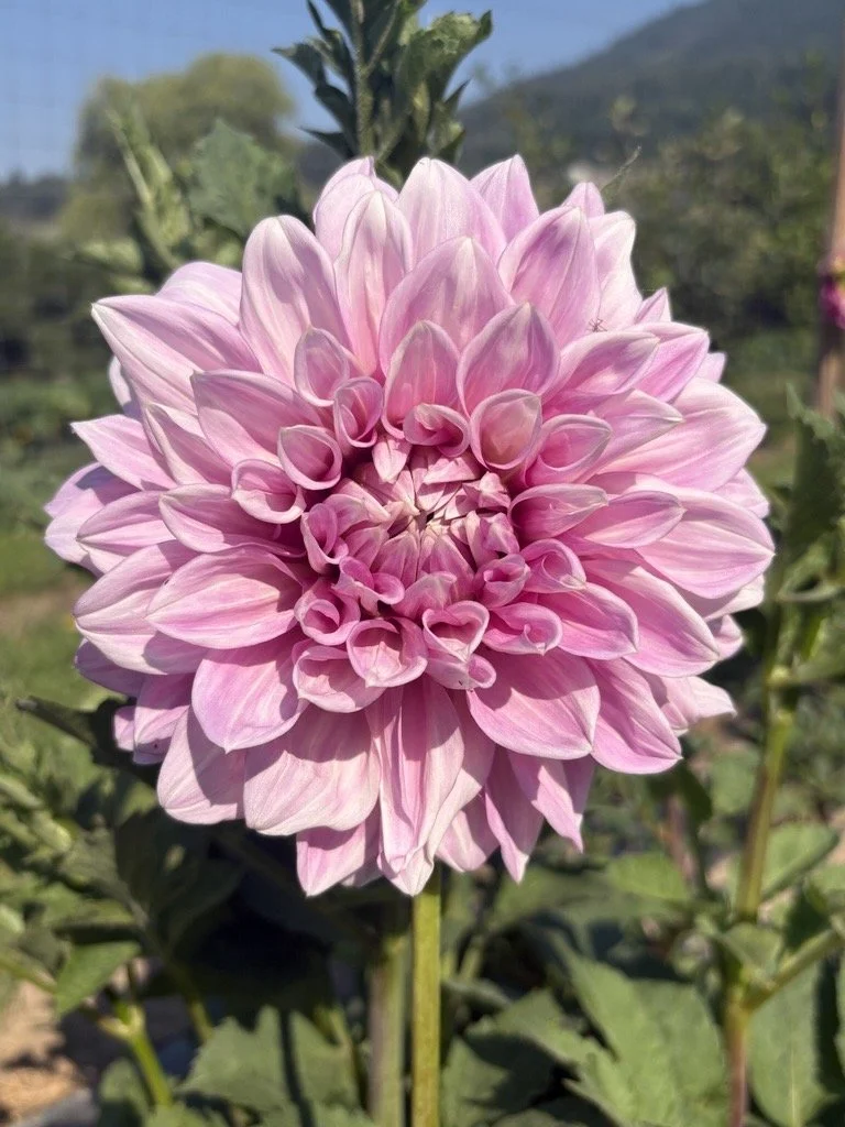 Cafe au Lait Rose