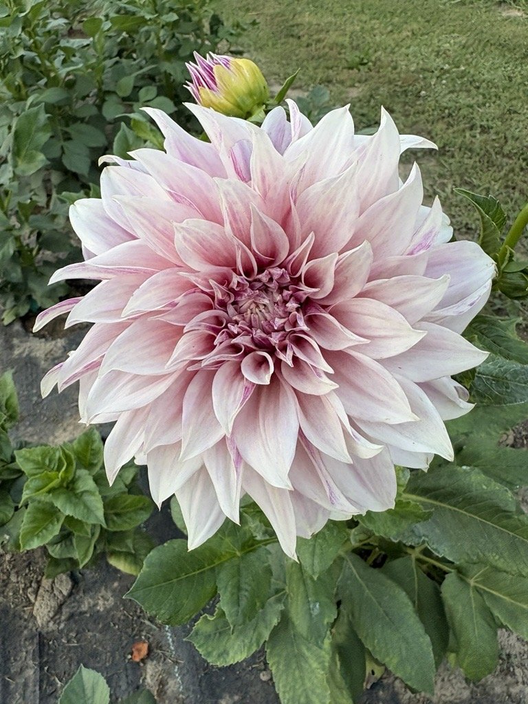 Cafe au Lait
