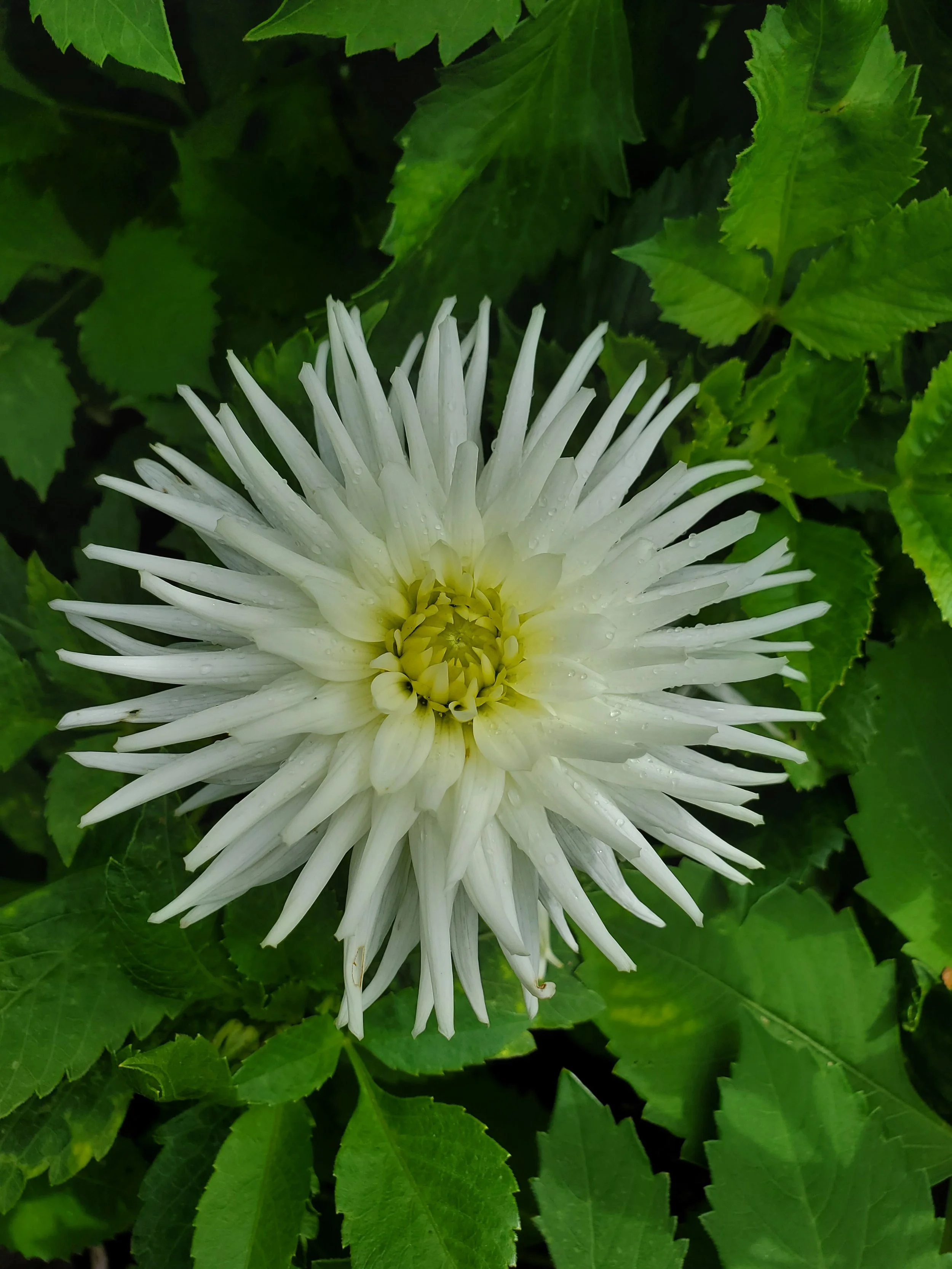 Clearview Tammy