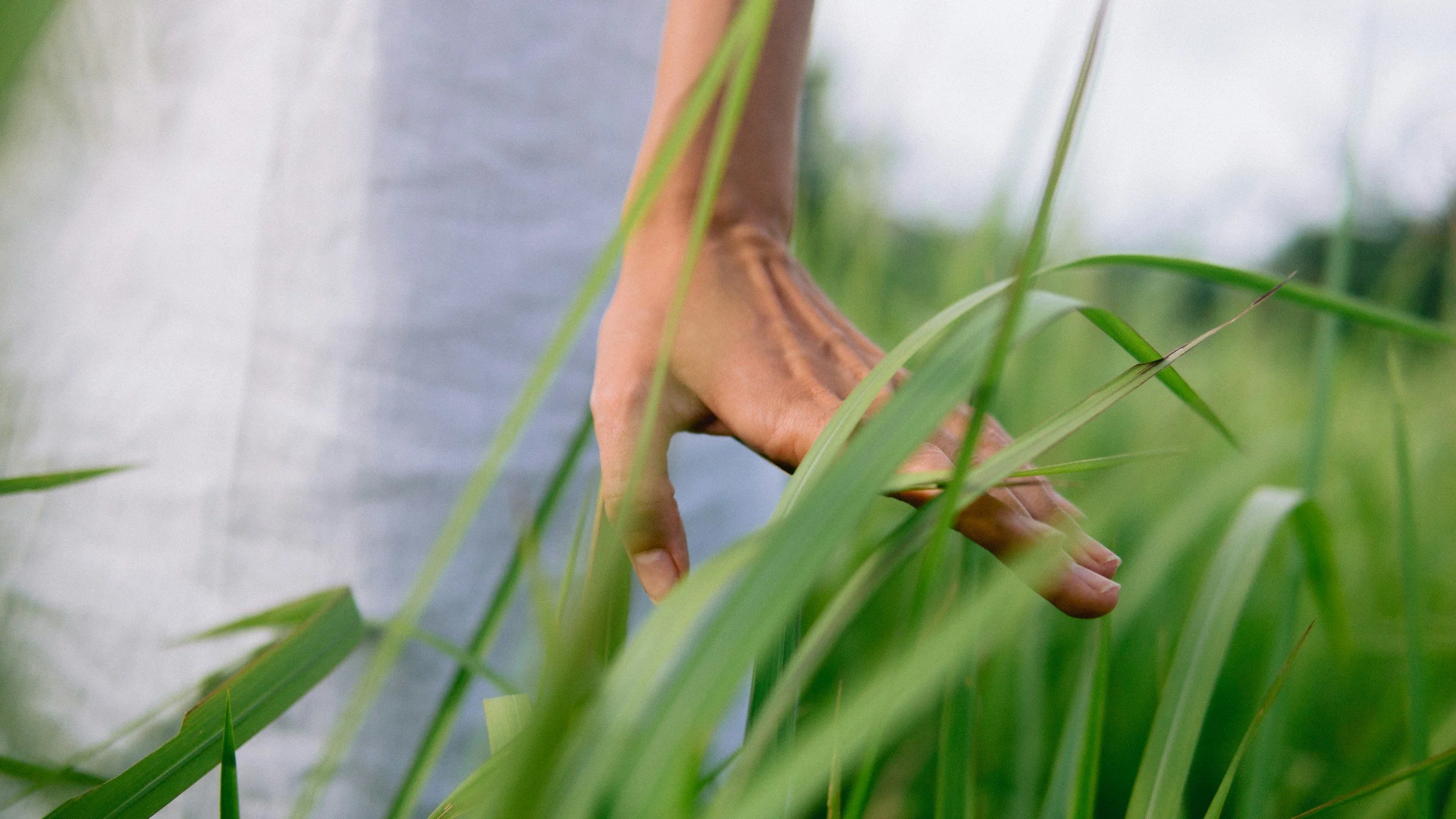 hand touching long grass advanced care directive at any age.