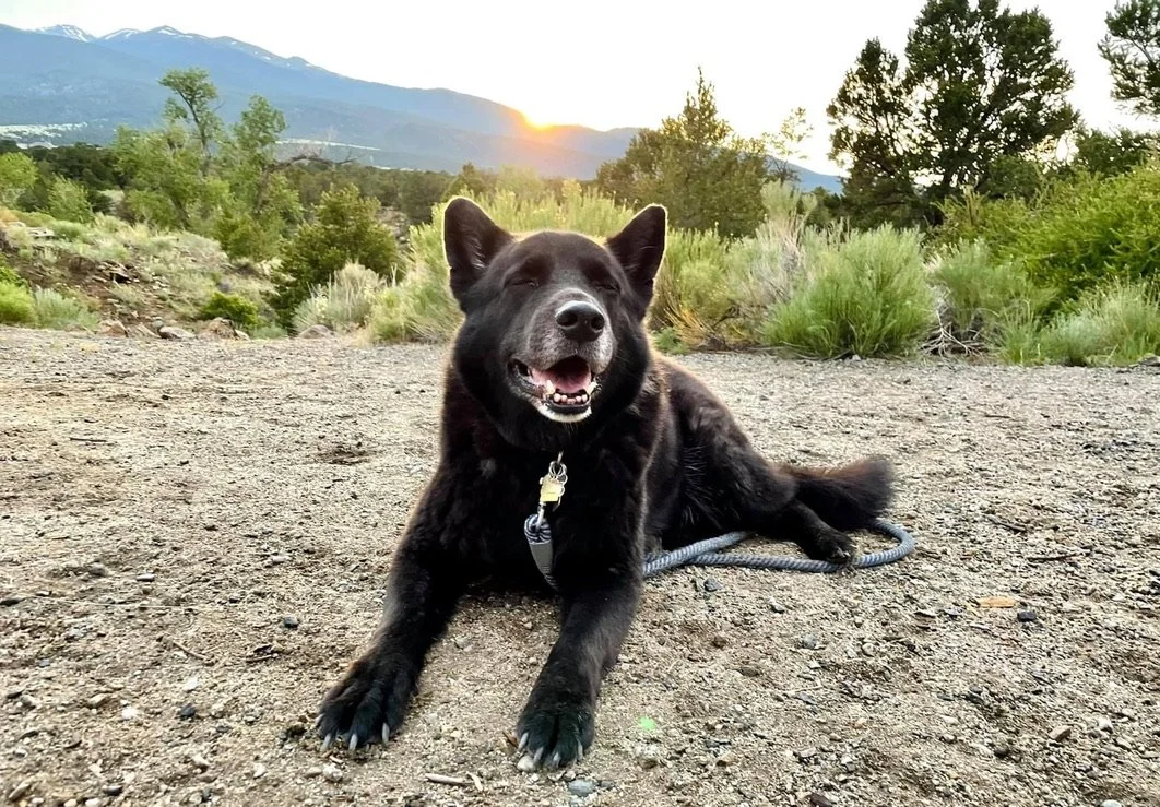 Demystifying Dog Training: A clear guide to how dogs actually learn
