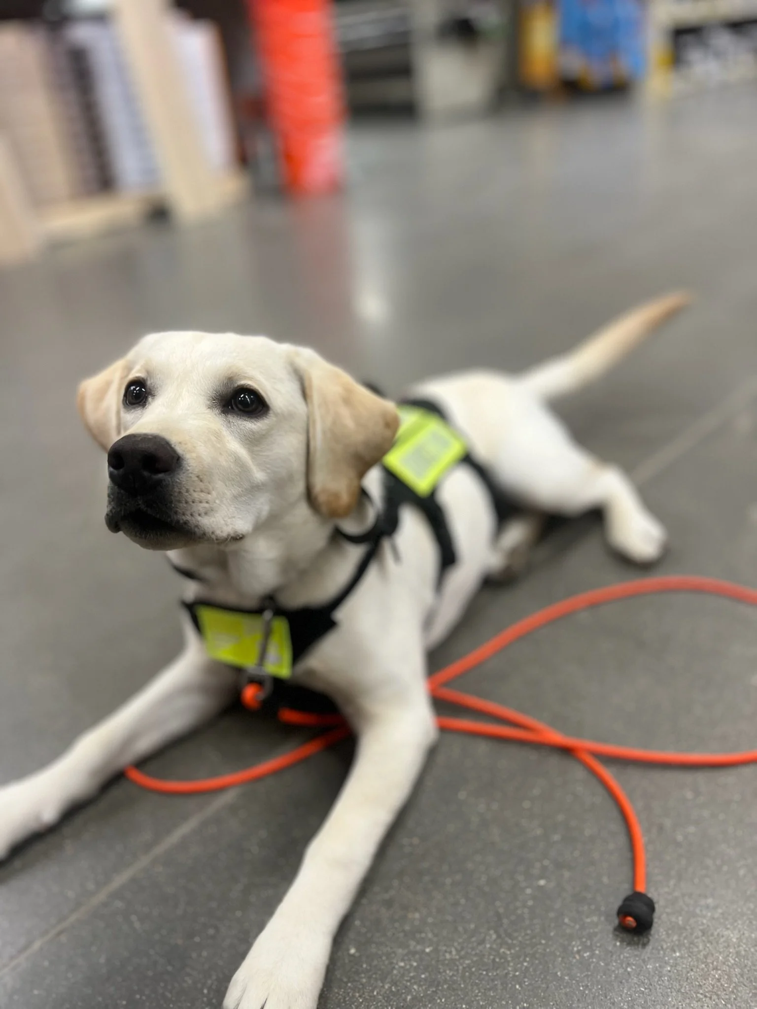 Pathways To A Service Dog